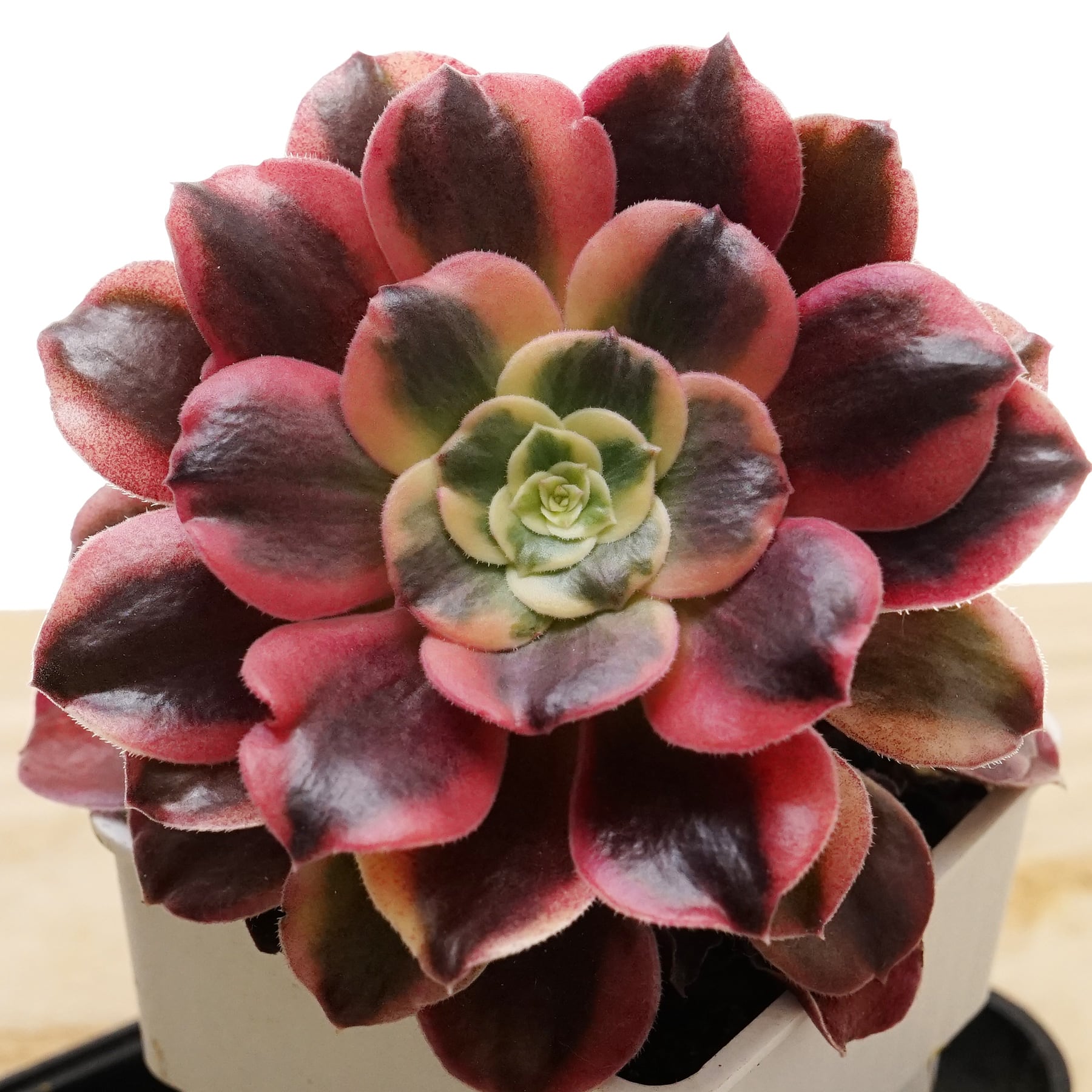 PREMIUM】 抜き苗 ピンクウィッチ 【限定1株】 Aeonium 