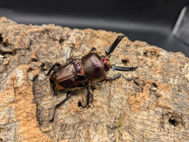 ニジイロクワガタ　ブラウン系　♂51ｍｍ♀39ｍｍ