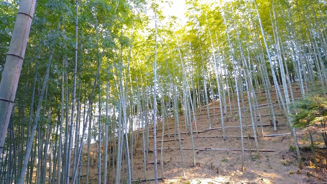 早掘り 筍姫（たけのこひめ）　掘りたて4ｋｇ直送