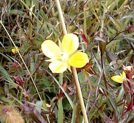 私のままで愛される♡4の花「ヒレタゴボウ」フラワーエッセンス