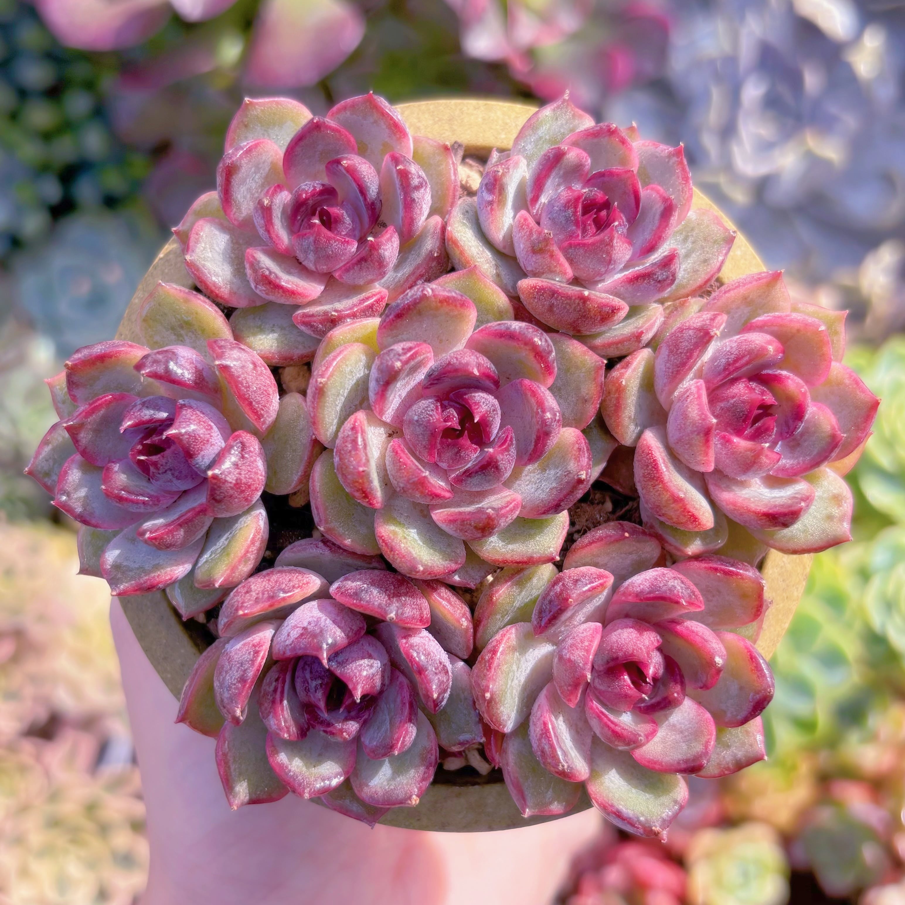 多肉植物　Black pink(7苗)　新入荷　るる農園