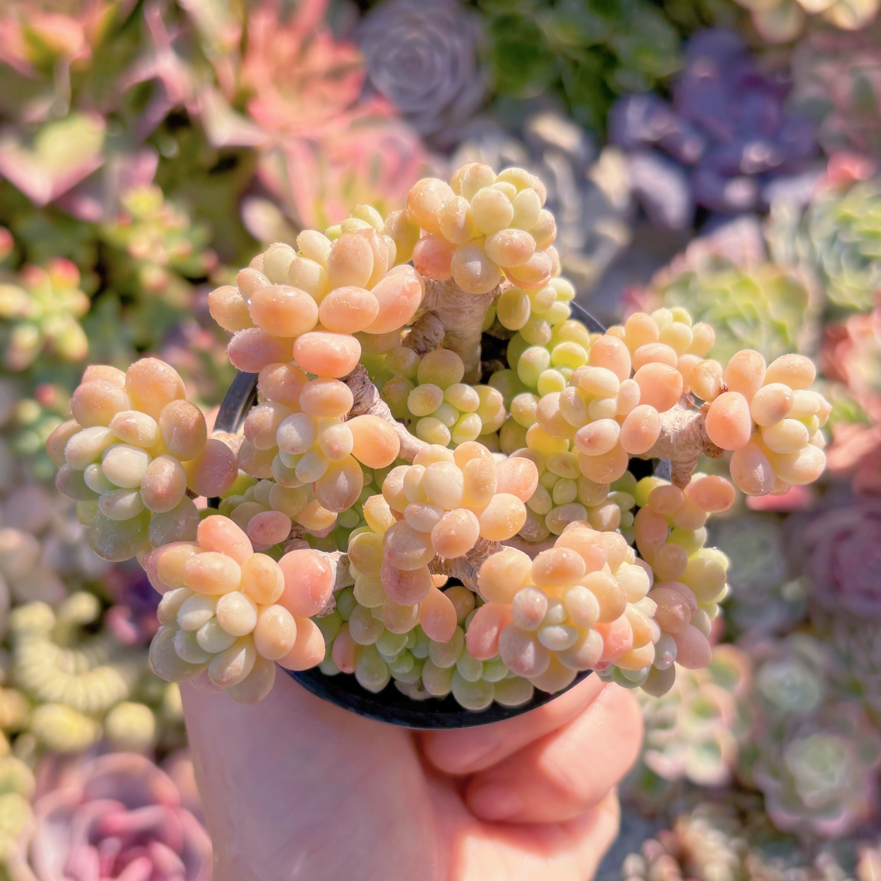 現品　ロココ#M146　るる農園