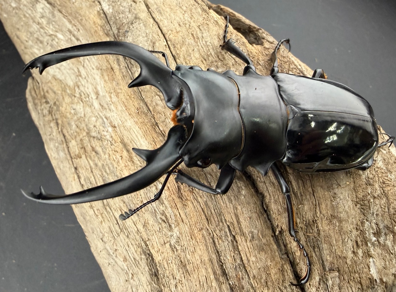 【WD】《インターメディアツヤクワガタ ネグロス島産 91mm ペア》