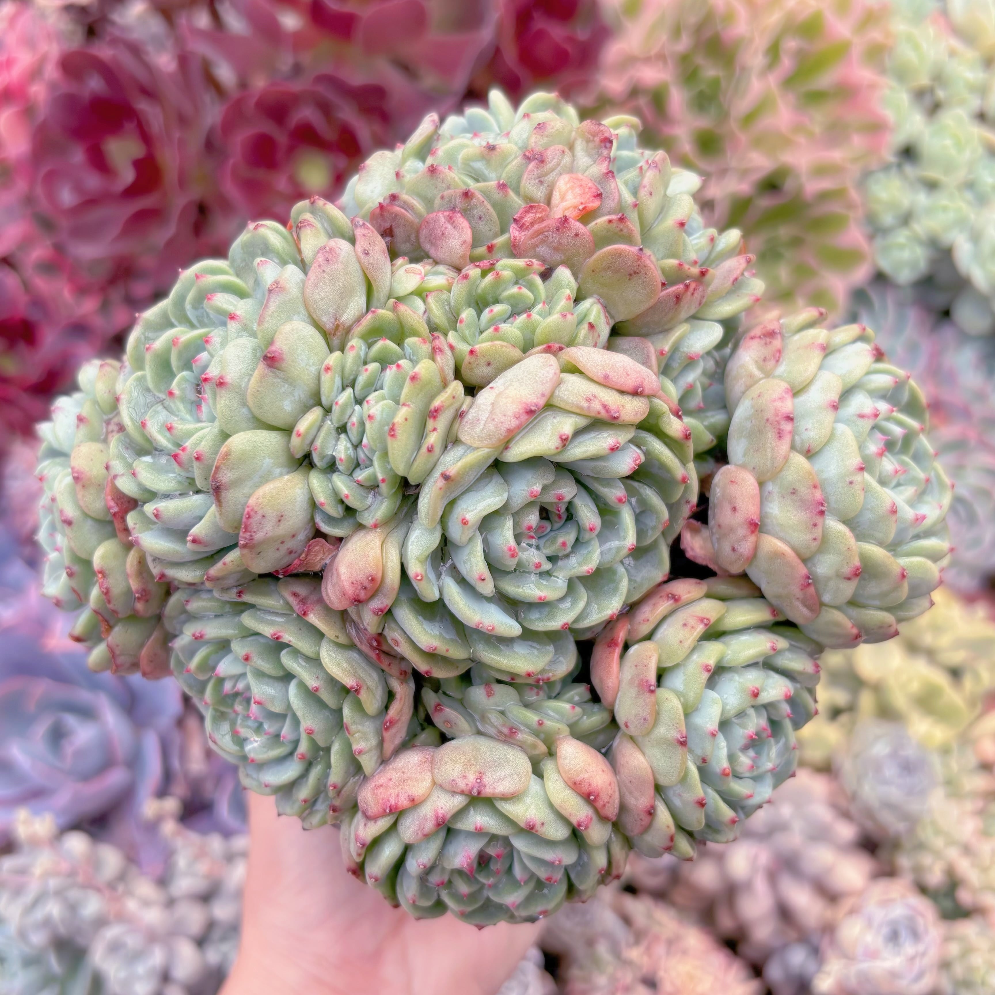 現品　ハニーベビー#838　特大群生　るる農園