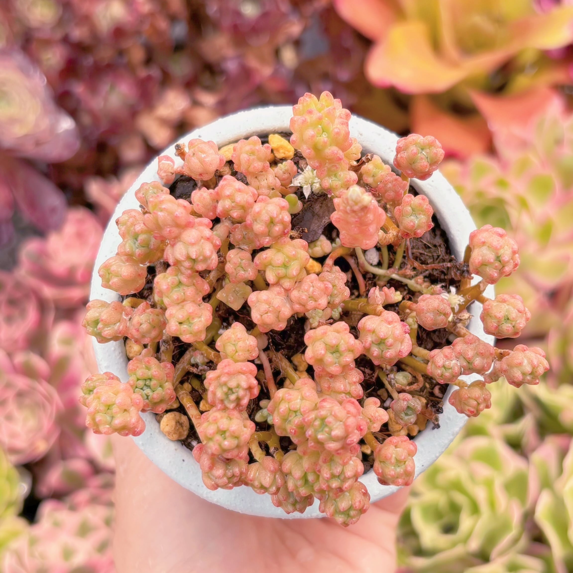 現品　Flower Group Variegata#M210　るる農園