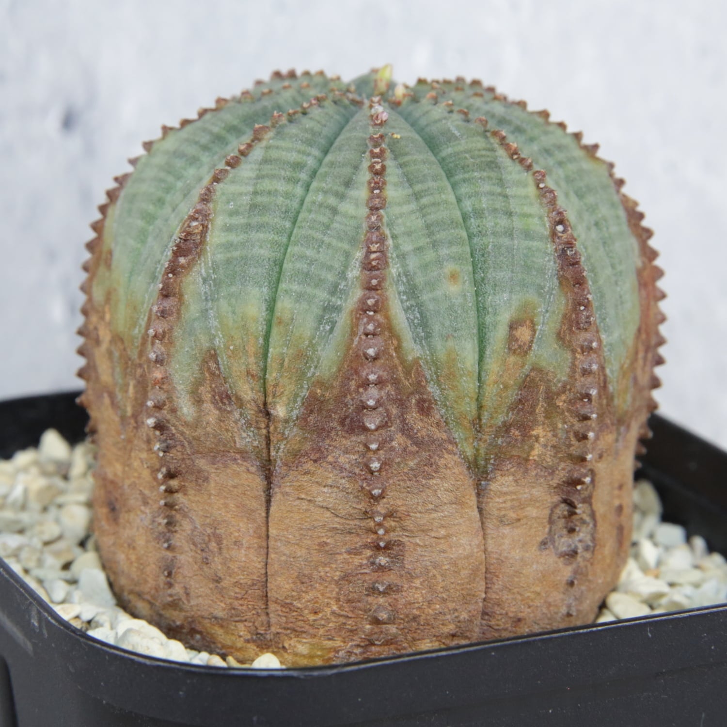 【大株】オベサ ユーフォルビア オス オス株 ダブルヘッド オベサ / ユーフォルビア | LIGHTHOUSE