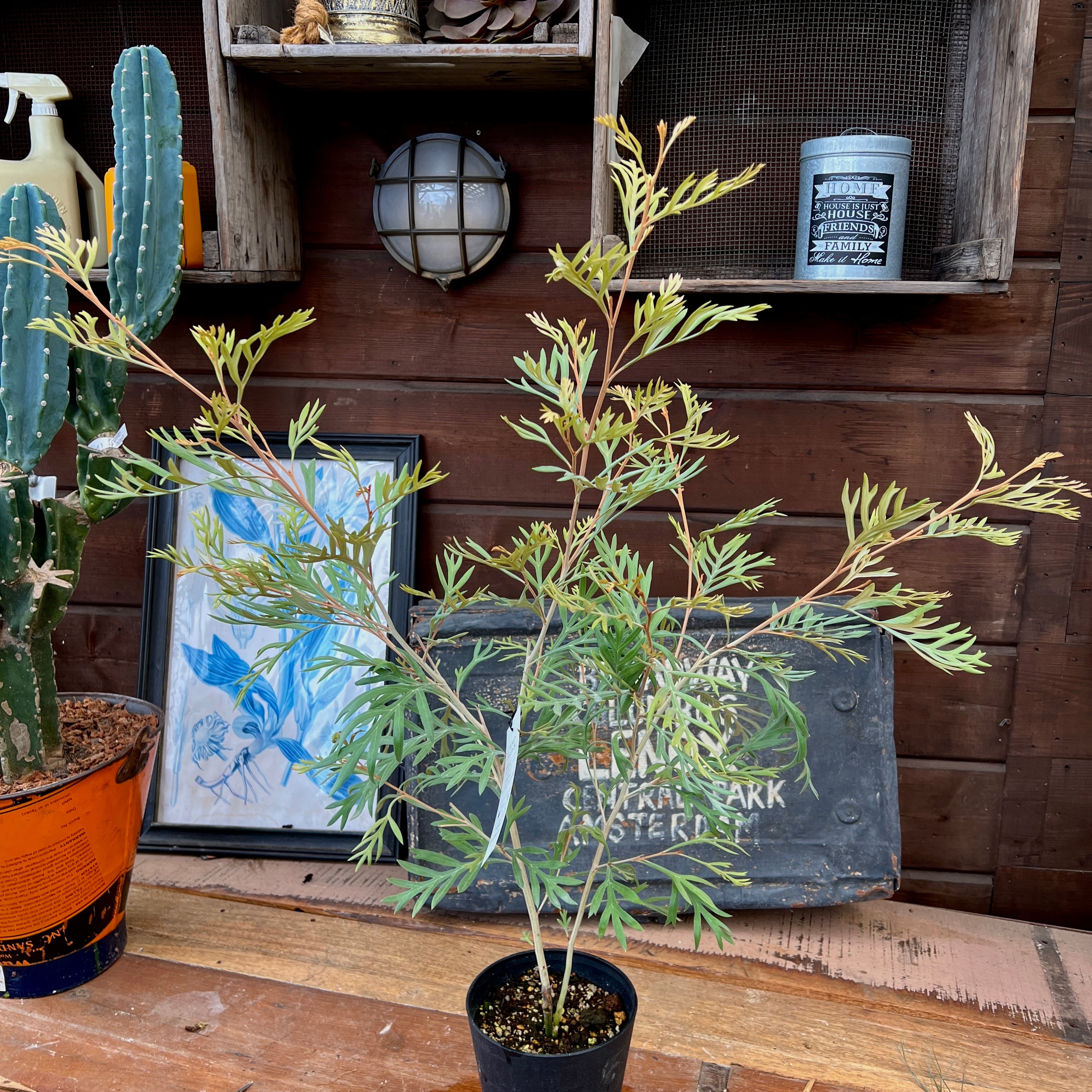 グレビレア ドーンパープル② | 沼ノ上農園