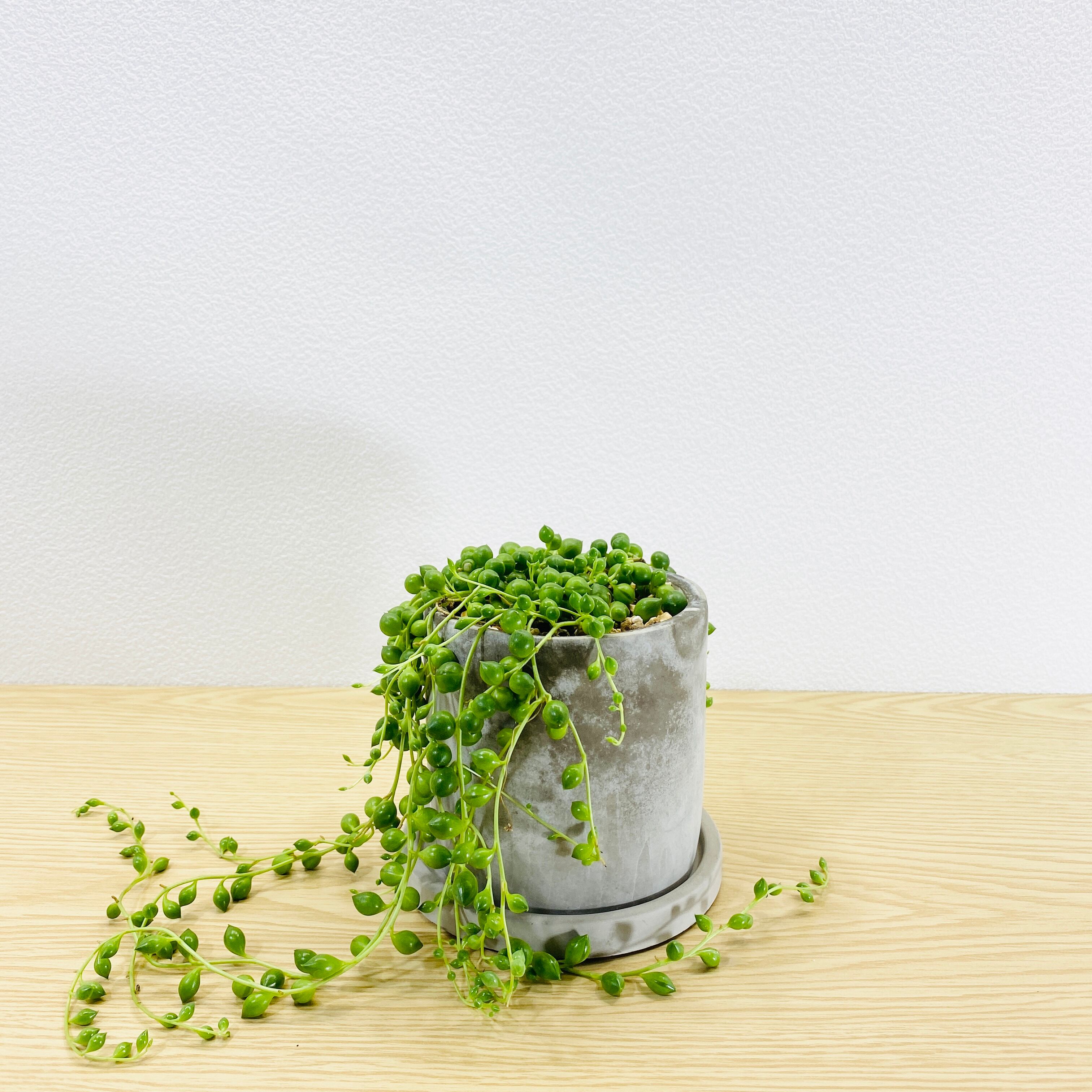 グリーンネックレス　緑の鈴　[観葉植物・1点もの]