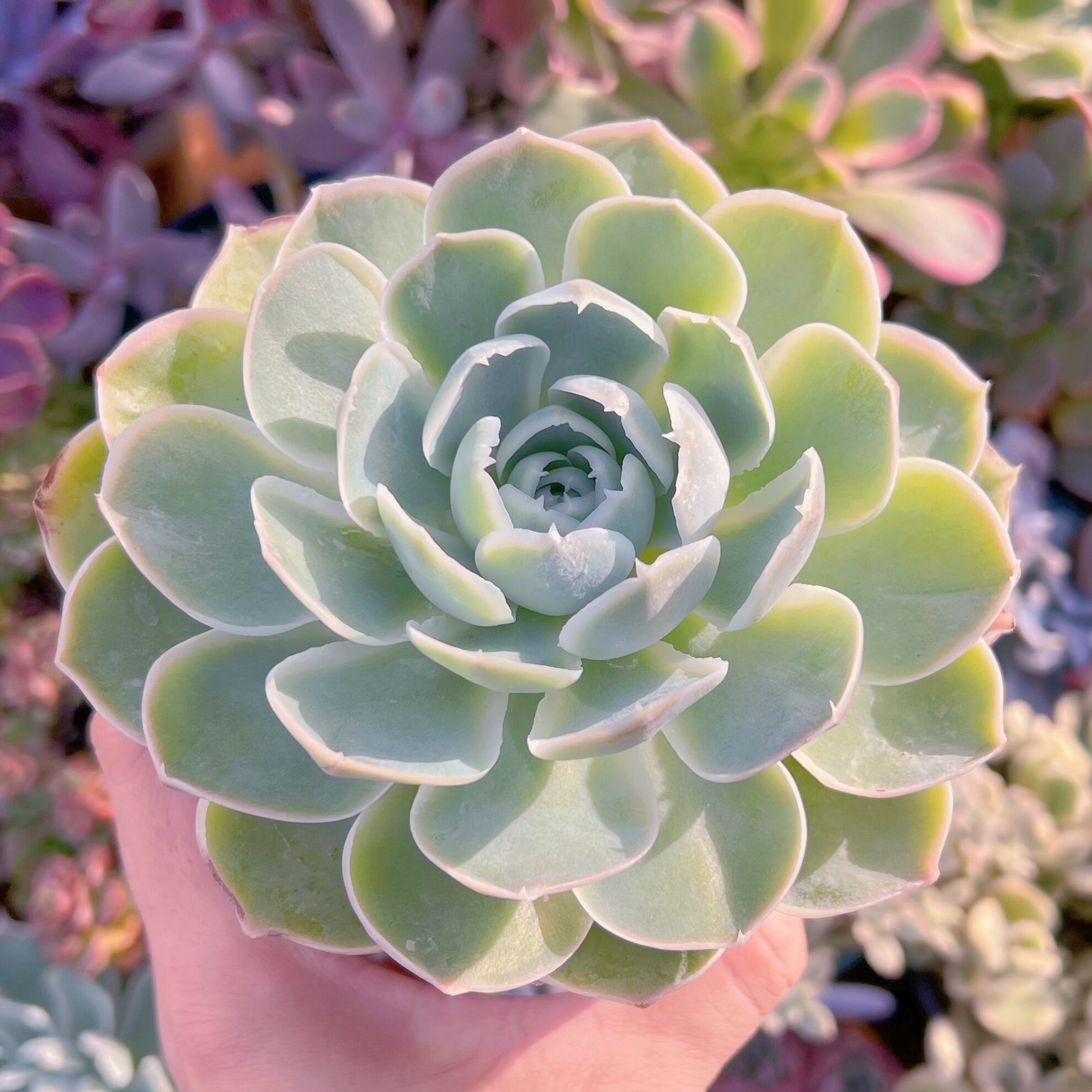 現物　プリーツスカート#222古株   るる農園