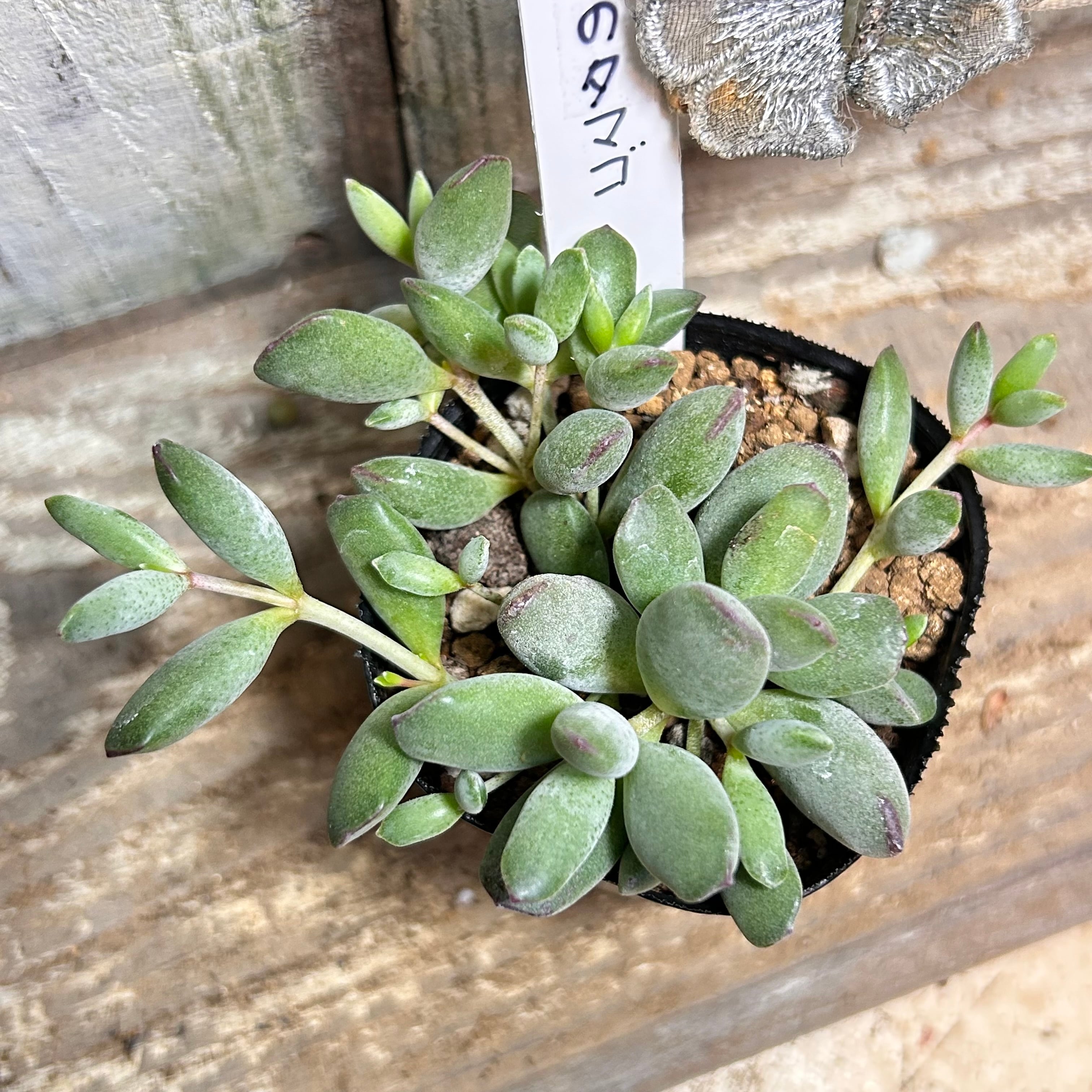 姫秀麗錦 限定1点 | RuPo 多肉植物専門店