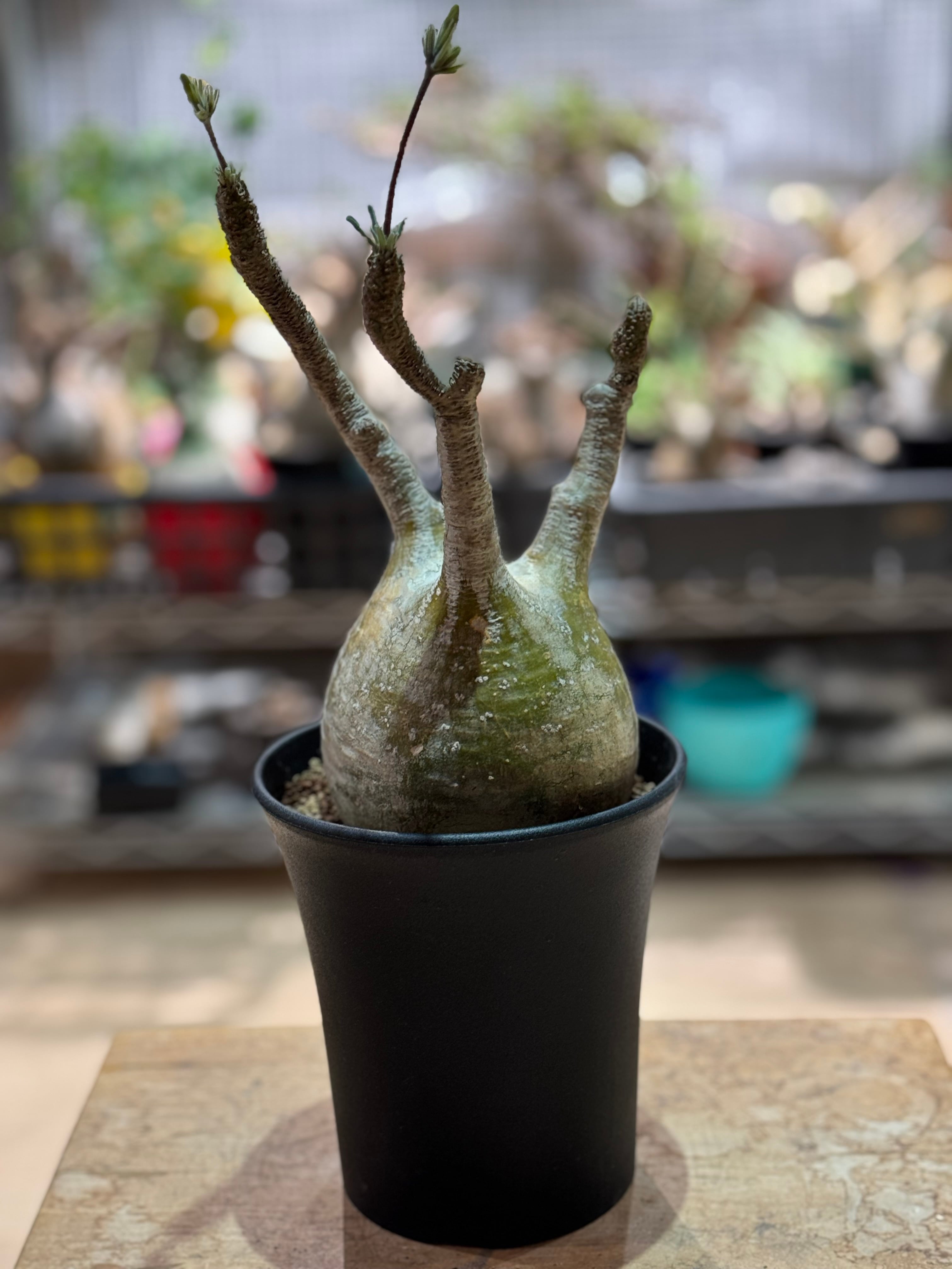 塊根植物 -caudex- | 青坊主-aobouzu-