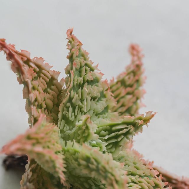 アロエ ハイブリッド -Aloe hybrid- No.101