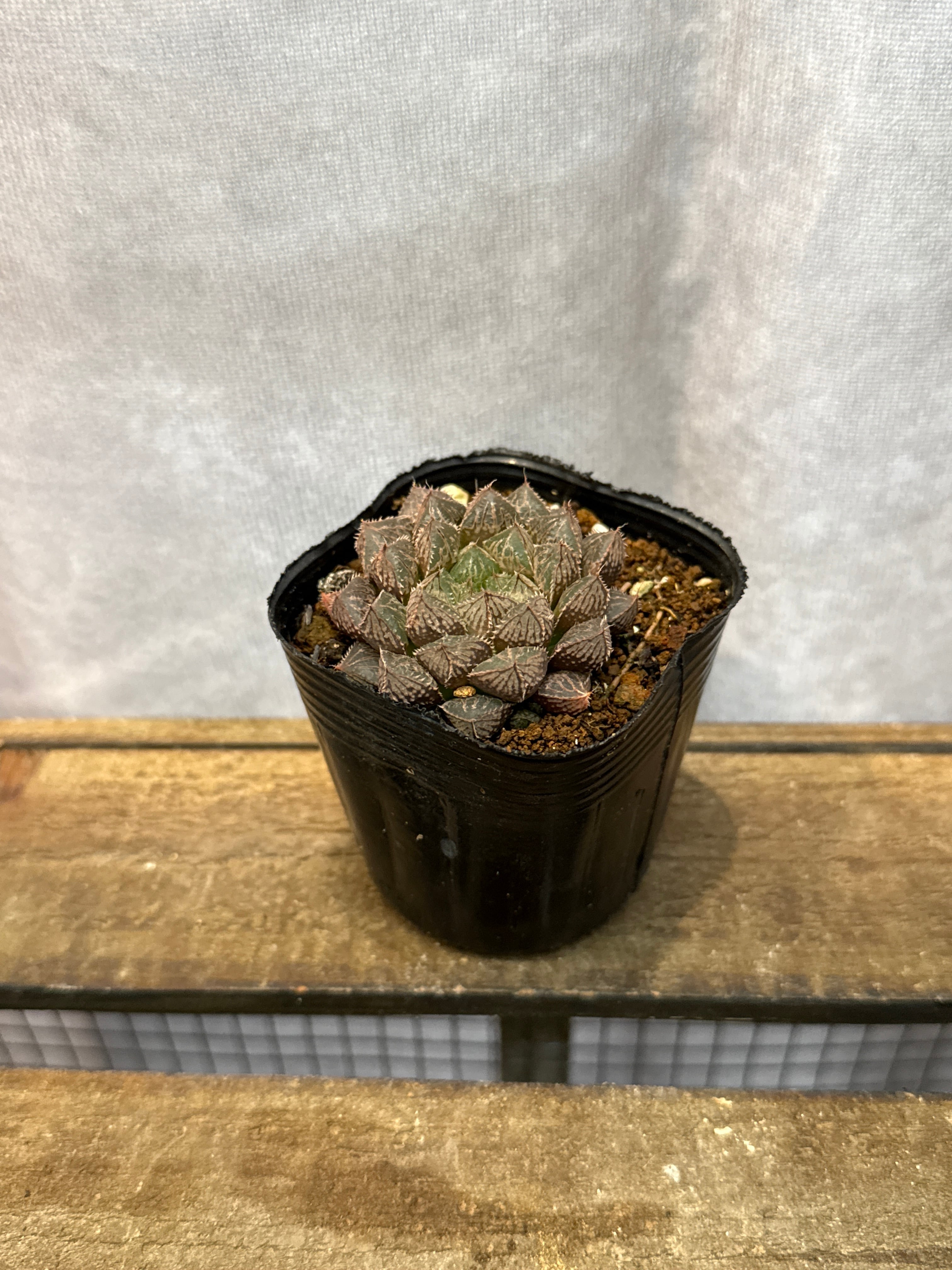 Gardenえん 【観葉熱帯植物】