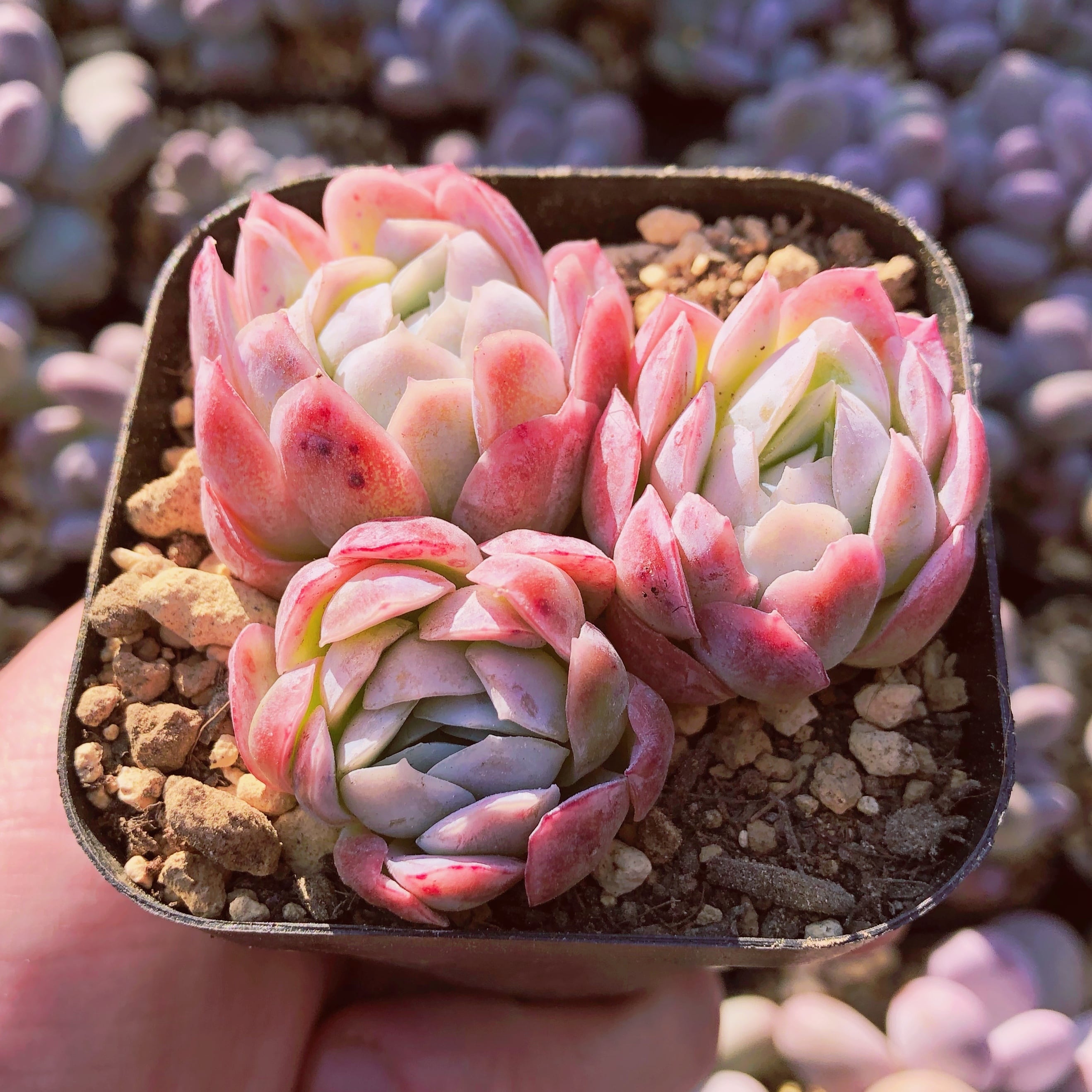 多肉植物　ピンクベリー　  3頭