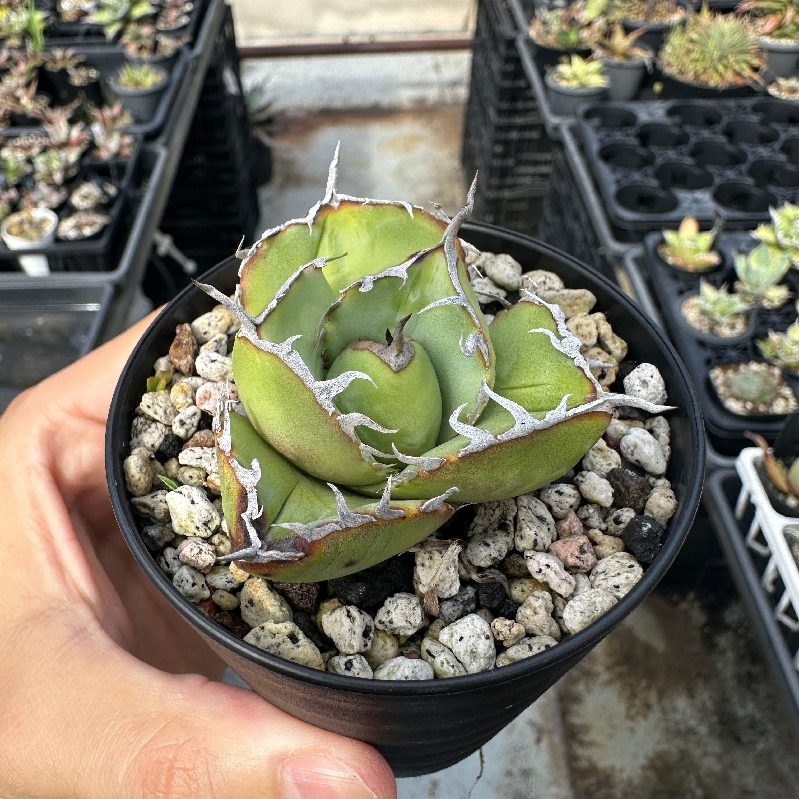 アガベ チタノタ ジャガーノート 斑入り 【公式通販】