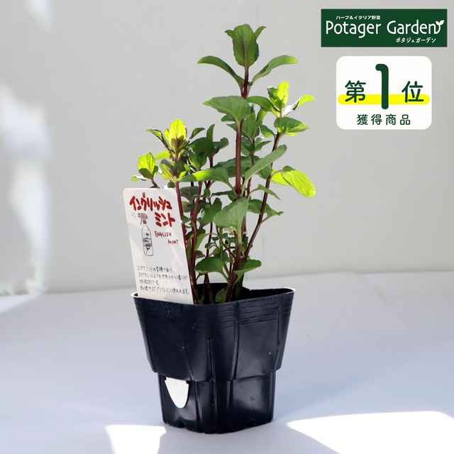 ハーブ 苗 イングリッシュミント ハーブティ ハッカ油 虫除け グリーン 鉢植え 栽培方法 育て方 使い方 選び方 種類 花苗 簡単 プランター 栽培キット ミントグリーン ラベンダー バジル ローズマリー 寄せ植え 野菜 種 春 夏 秋 冬 イングリッシュm ハーブ苗の