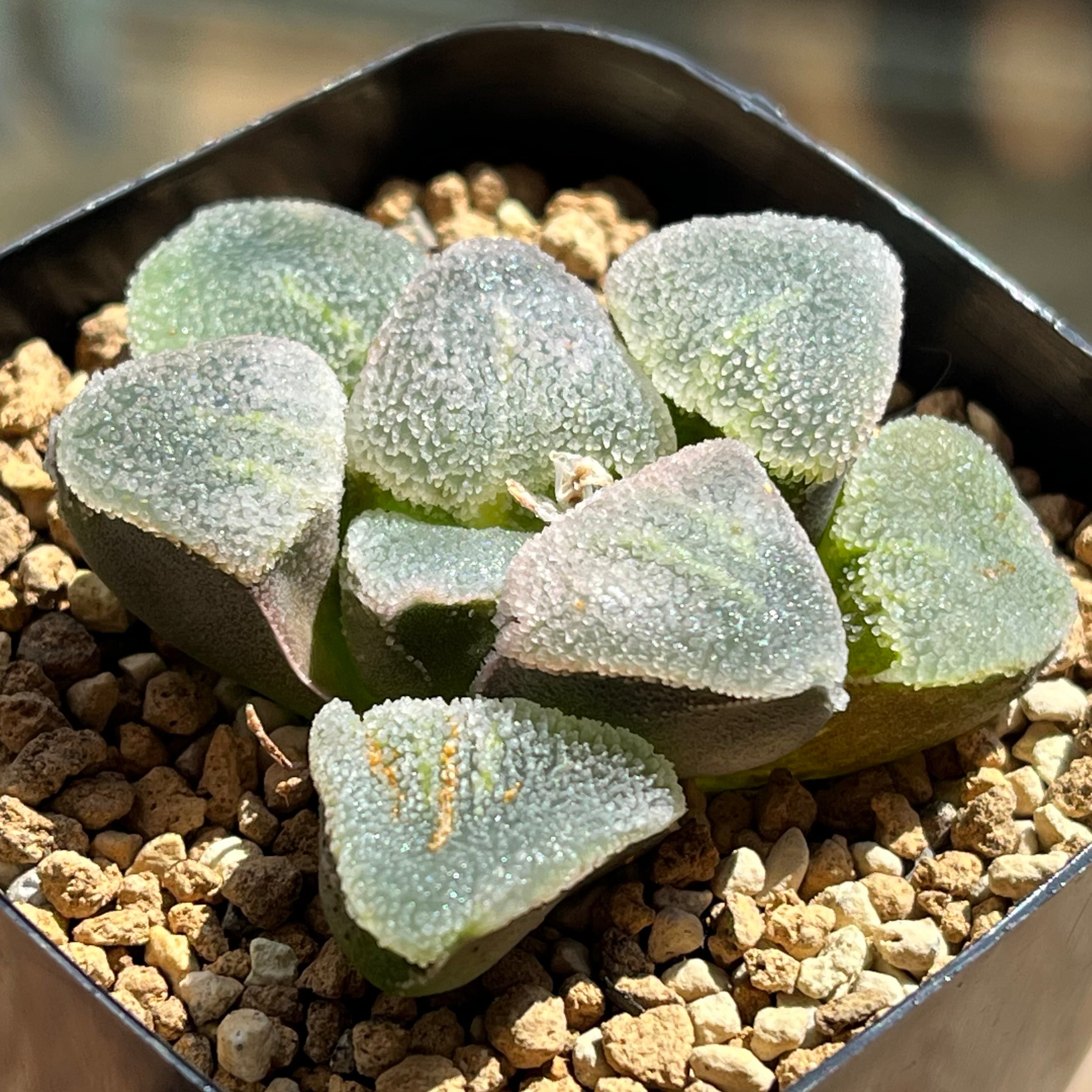 ピグマエア系 | mocono_plants