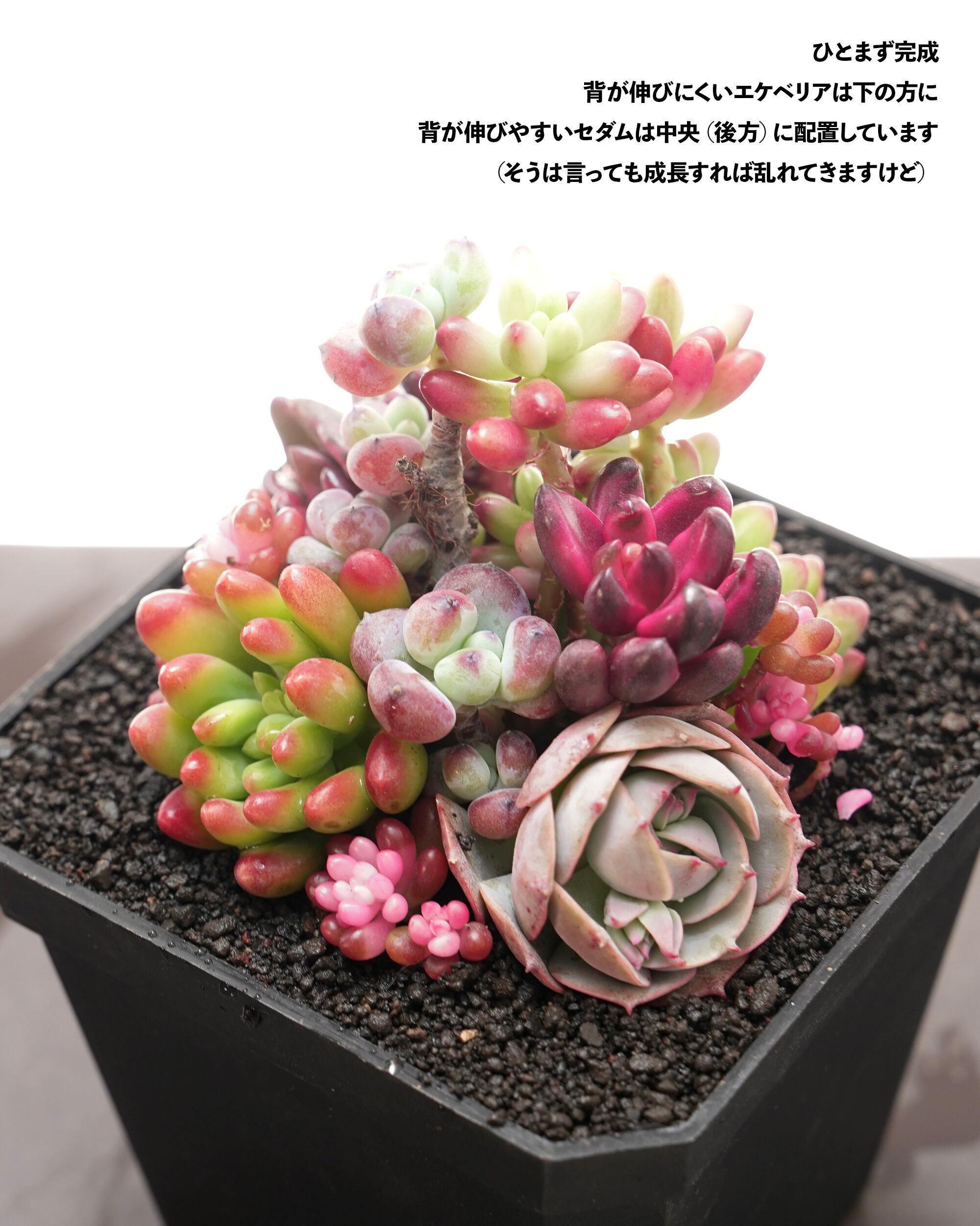 多肉植物　フローレンス錦　未発根 錦 | RuPo 多肉植物専門店