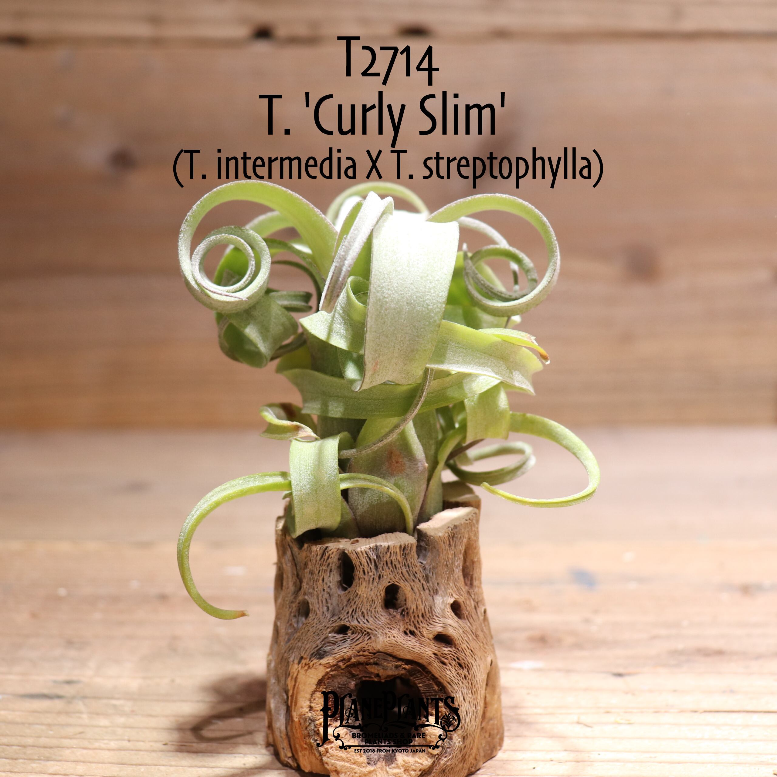 【送料無料】'Curly Slim' L〔エアプランツ〕現品発送T2714