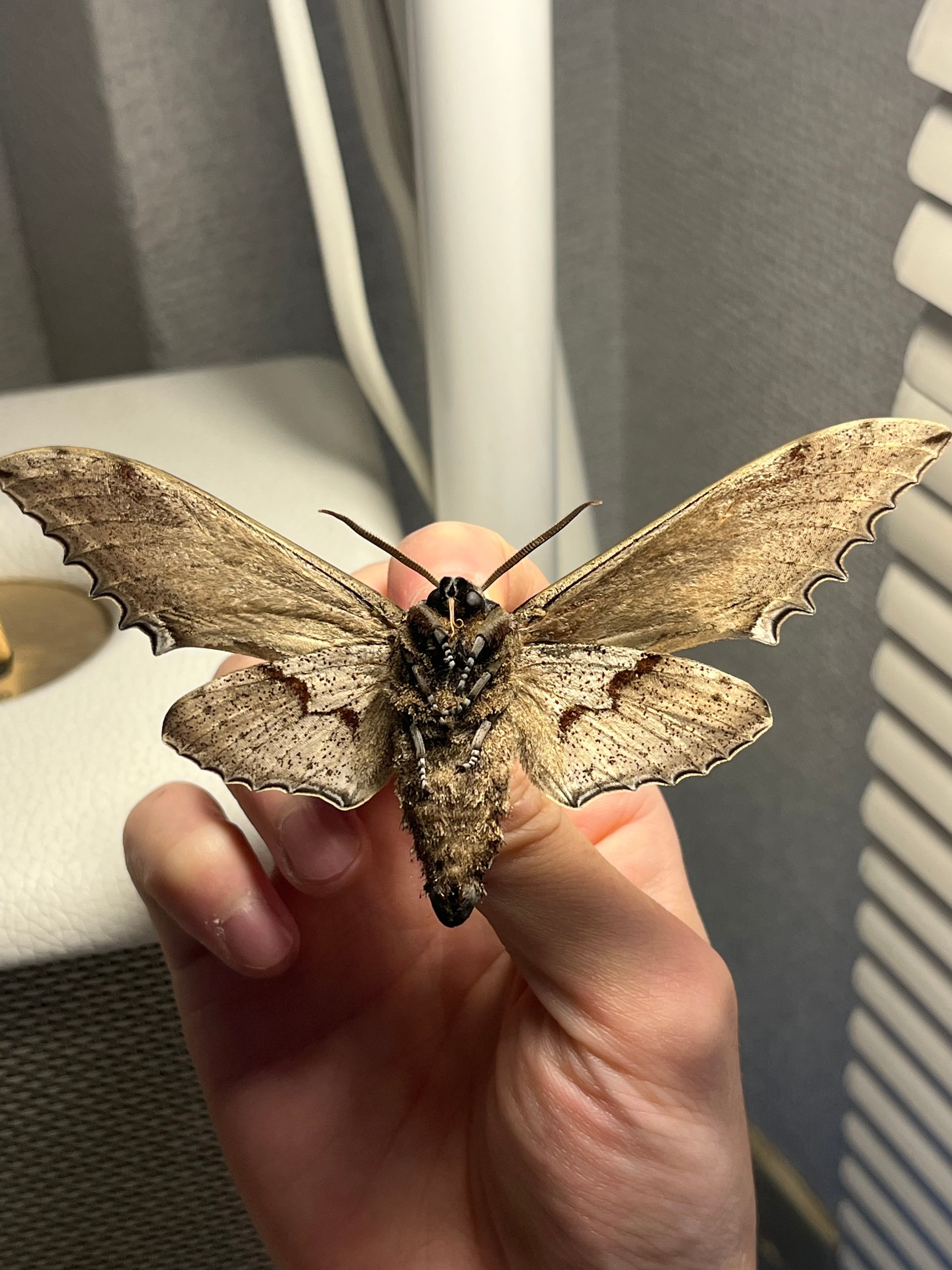 オオシモフリスズメ 外国産蝶標本 標本 オオミズアオ ヤママユ 蝶 蛾