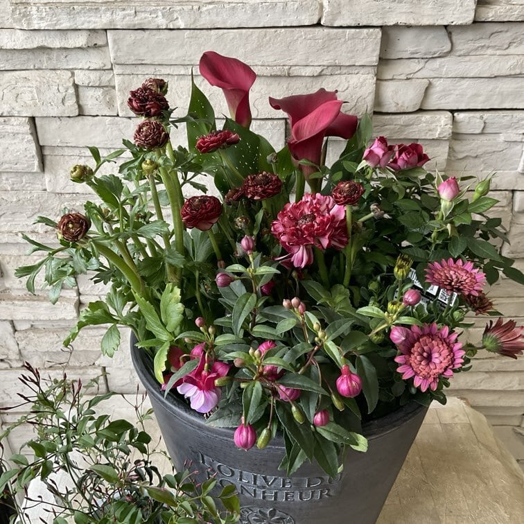 自分で作る寄せ植え花苗セット】ダークレッドの豪華な寄せ植え | 橋本