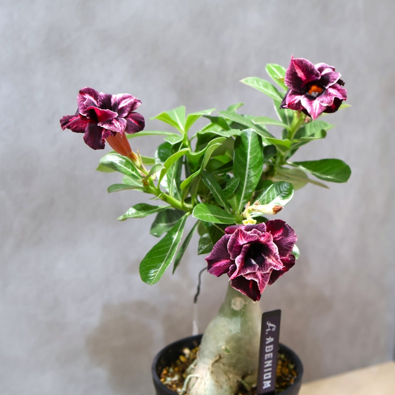 318 その花に目を奪われる『アデニウム KN185』観葉植物 【送料無料