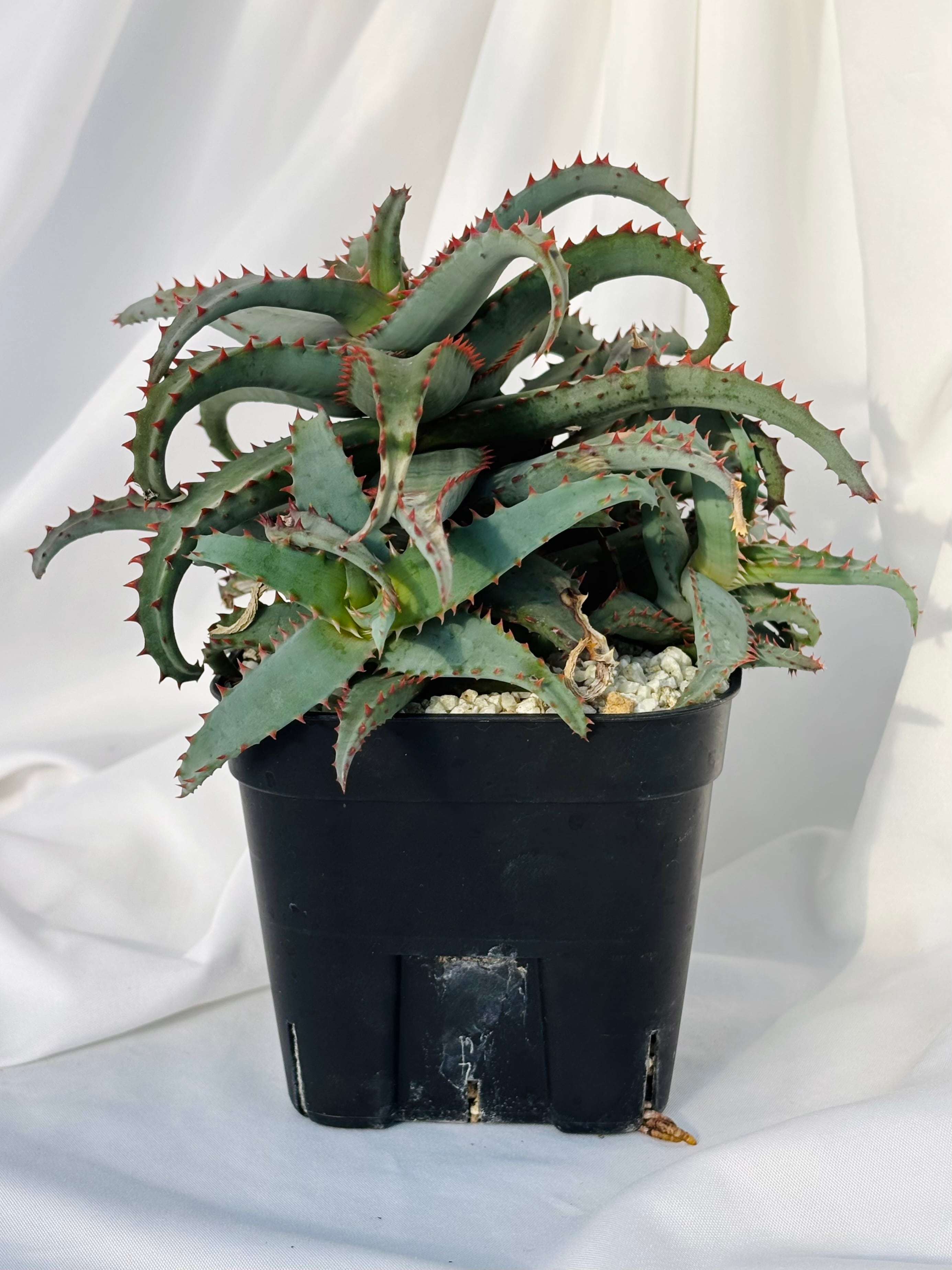 Aloe hybrid アロエ ハイブリッド 多肉植物 | plants MARU ーサボテン