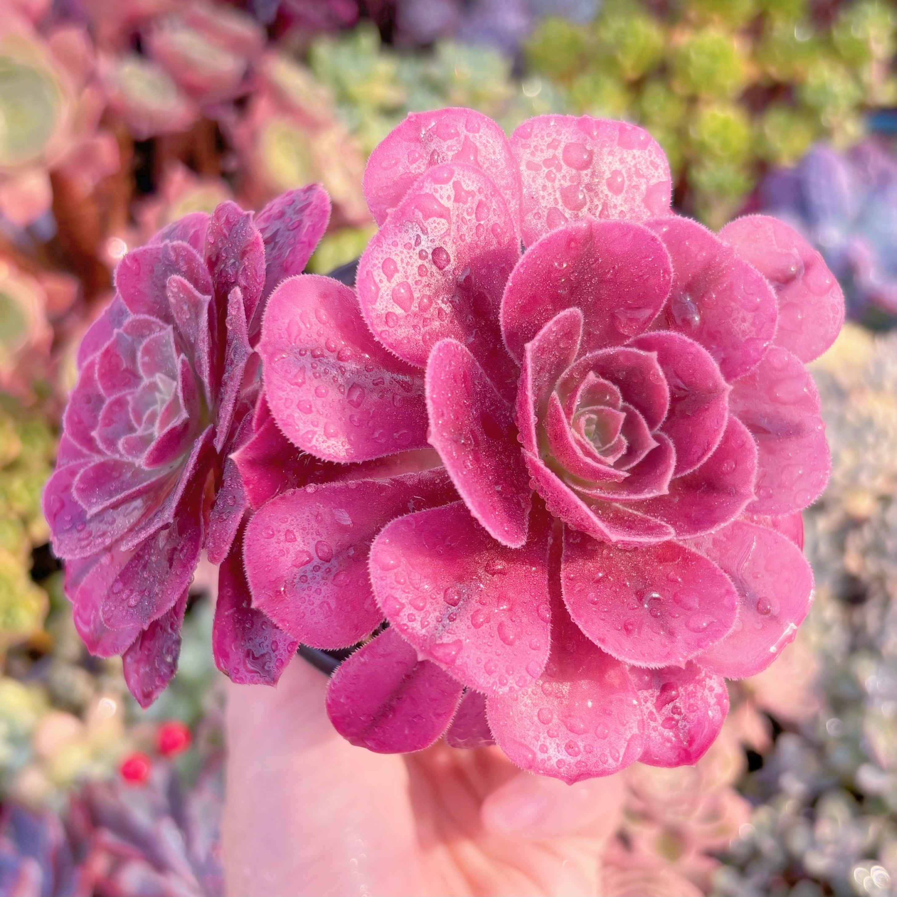 現品　メデューサ#821　るる農園