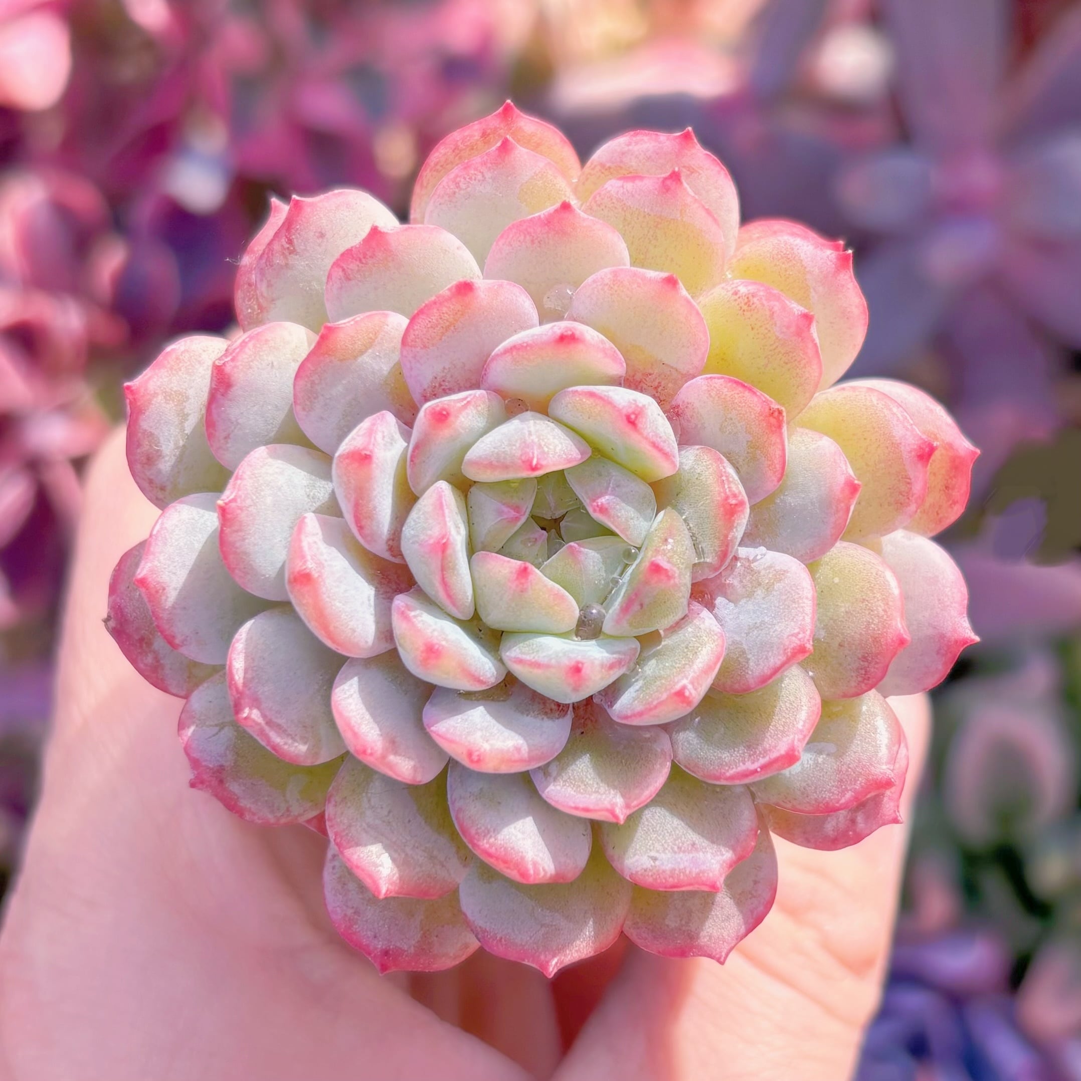 多肉植物　ヴィンセントカトーx静夜　新入荷　るる農園