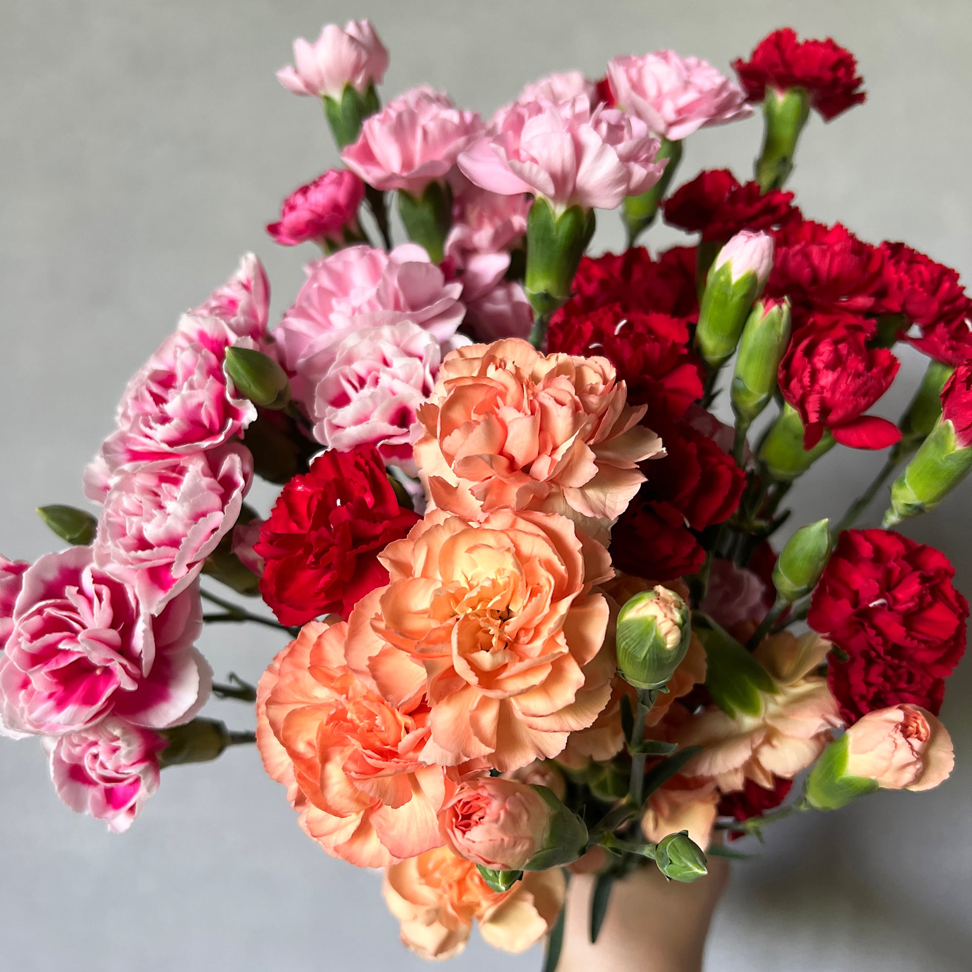 規格外品☆救済企画〉淡路島産・スプレーカーネーション 30本 mix