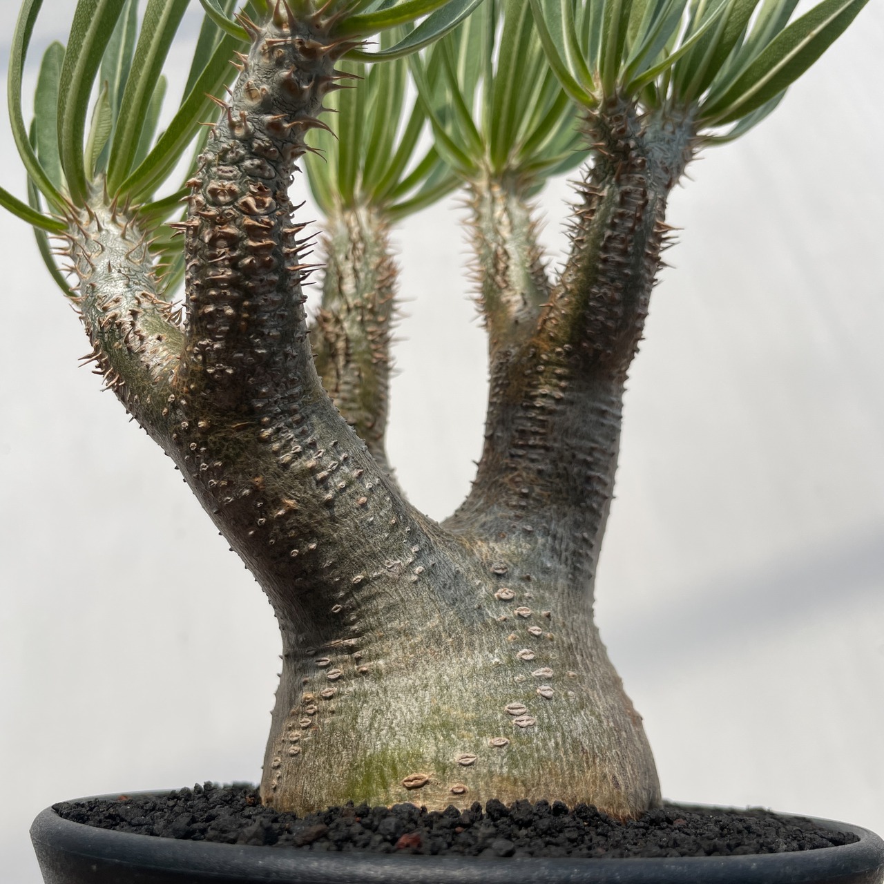 Pachypodium rosulatum var. inopinatum 【パキポディウム・イノピナツム】