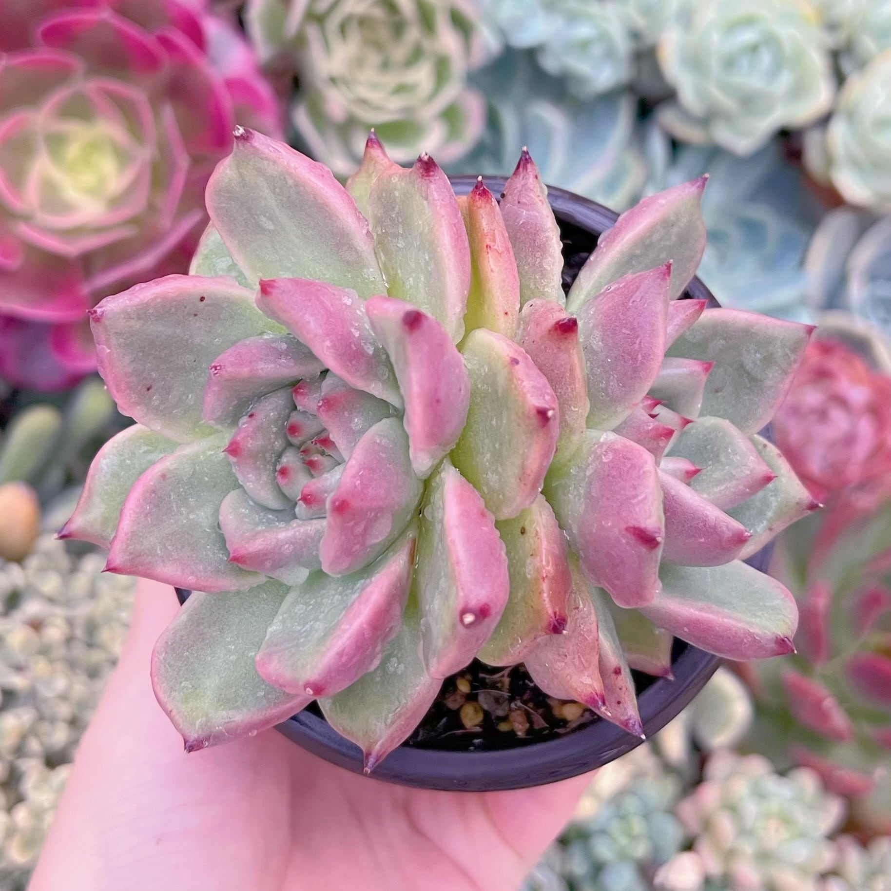 現品　ロメオxマリア#036　2頭群生　るる農園