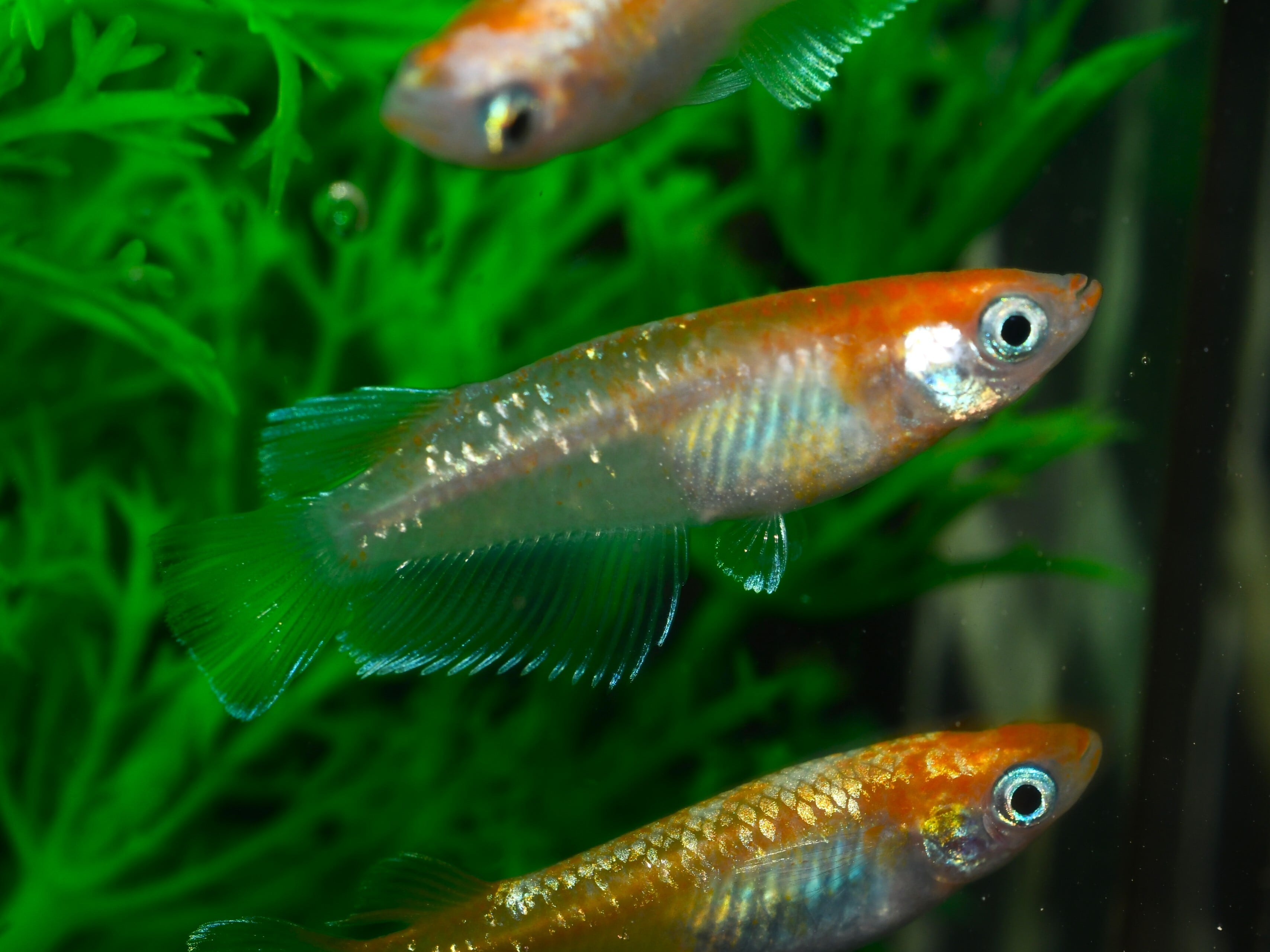 深紅のデーンモルフォキッシングΩ 1オス2メス【現物販売】 | メダカ