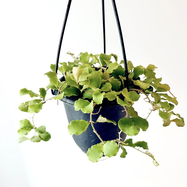 ホヤ カニャックアリアーナ 観葉植物 calm cafe