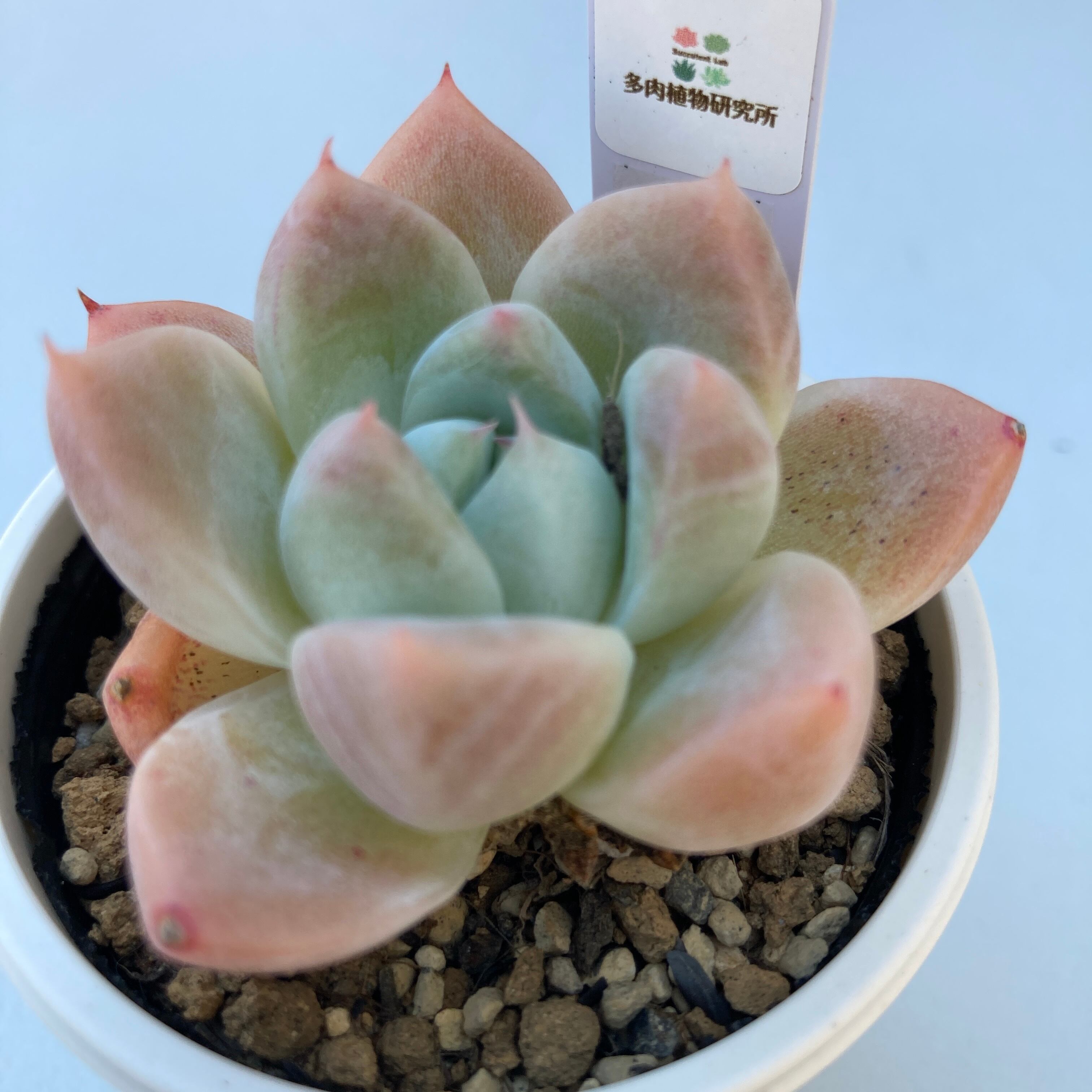 現物商品】アイスビューティ 2号 | 多肉植物研究所