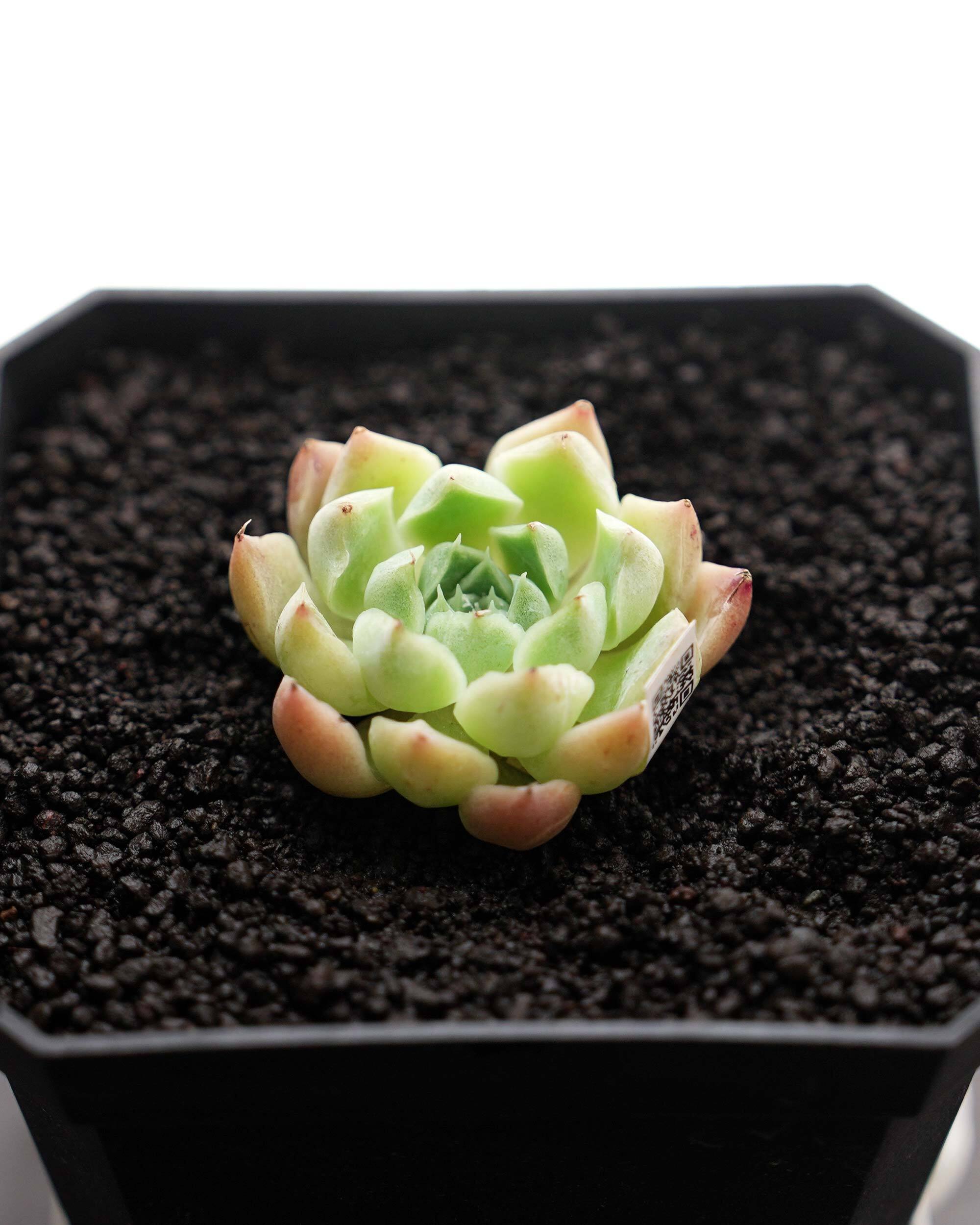 ナッシー様　激レア）エキノケレウス　62種類 123株セット+ウチワ輸入カット苗 ナッシー様 激レア）エキノケレウス 62種類 123株セット+ウチワ