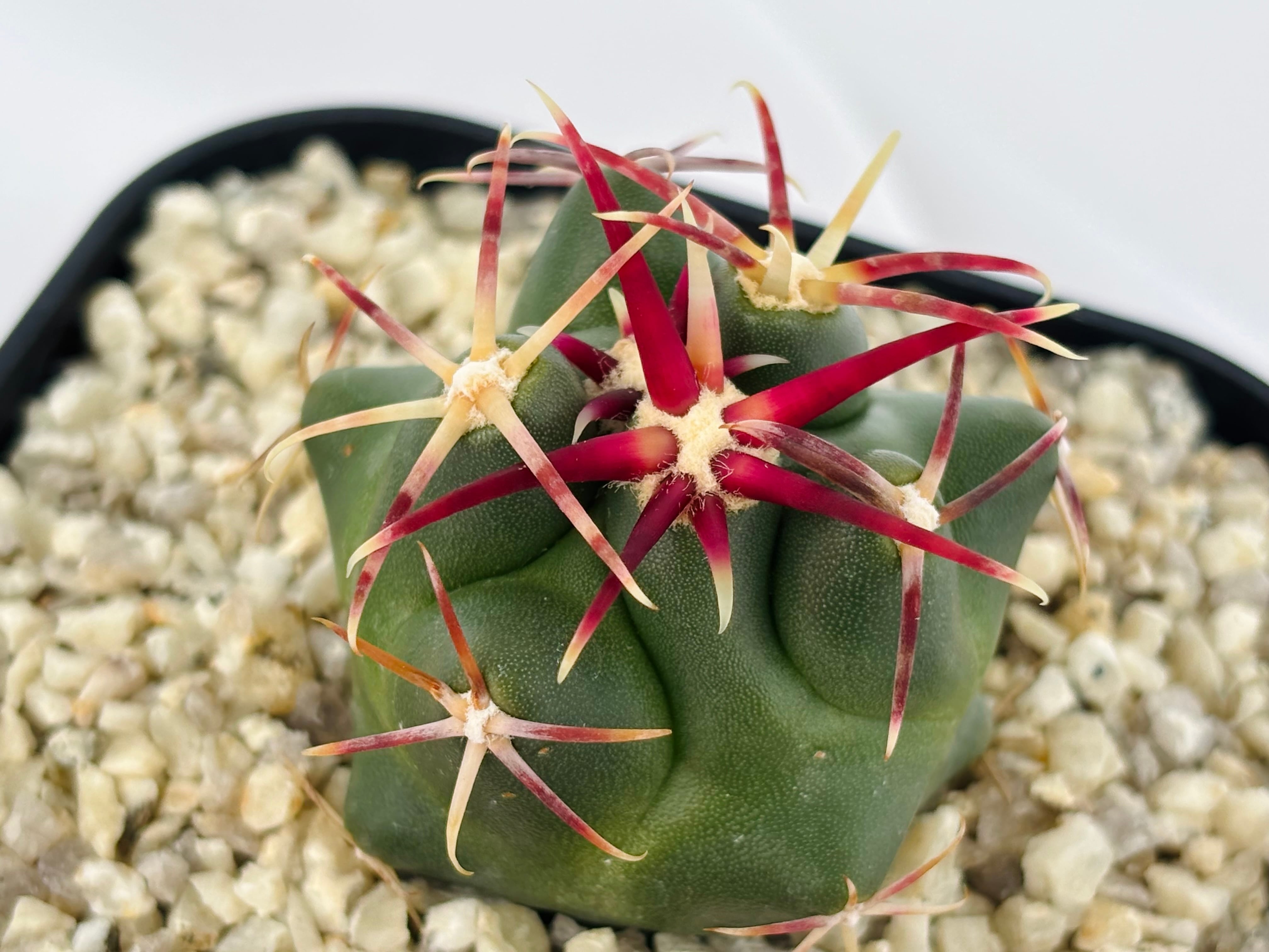 Theiocactus heteromus テロカクタス 紅鷹 サボテン | plants MARU