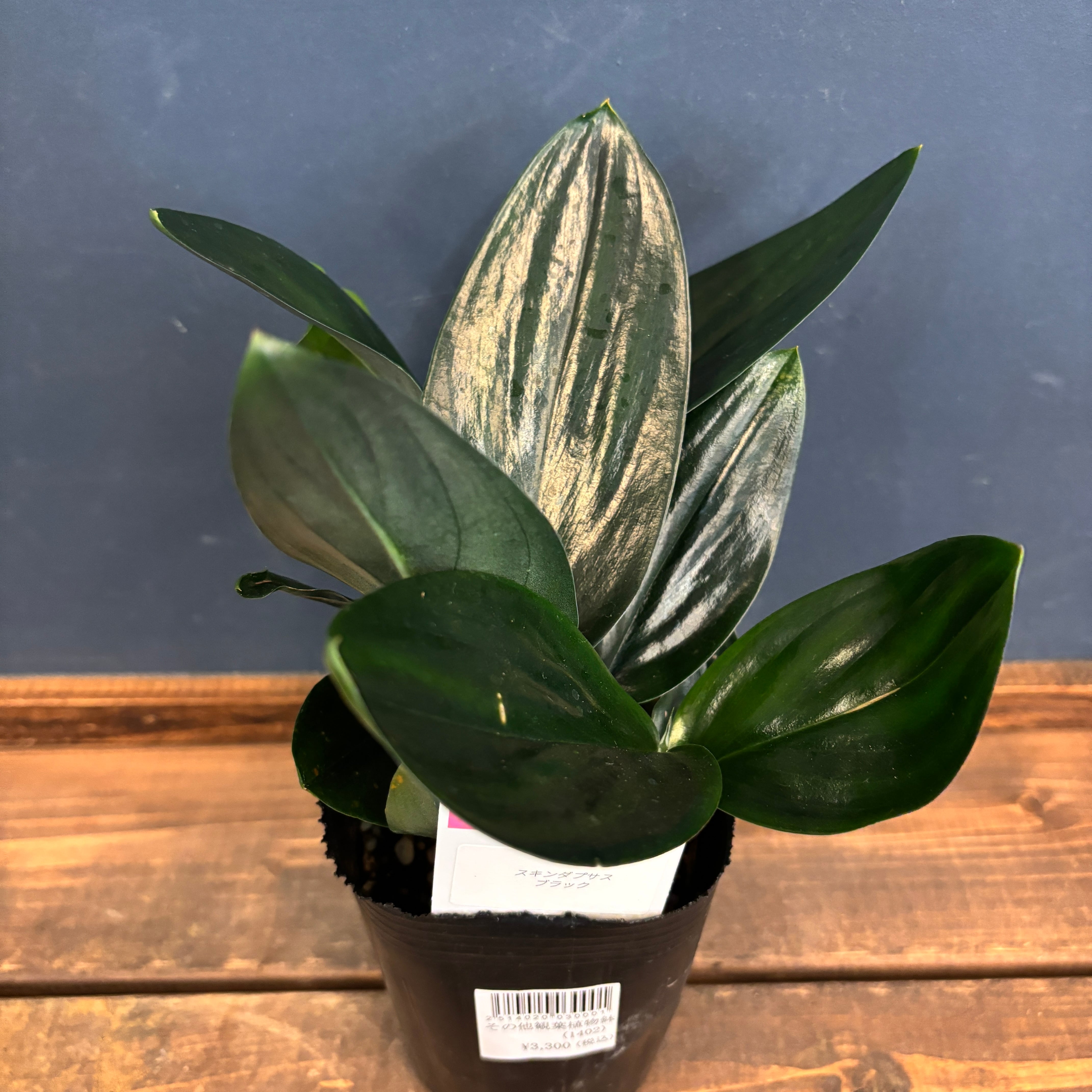 スキンダプサス ブラック【943】 | PROTOLEAF プロトリーフ