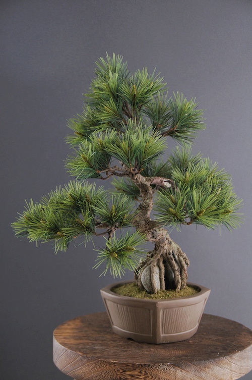 盆栽松 石づき Pinetree Bonsai #4
