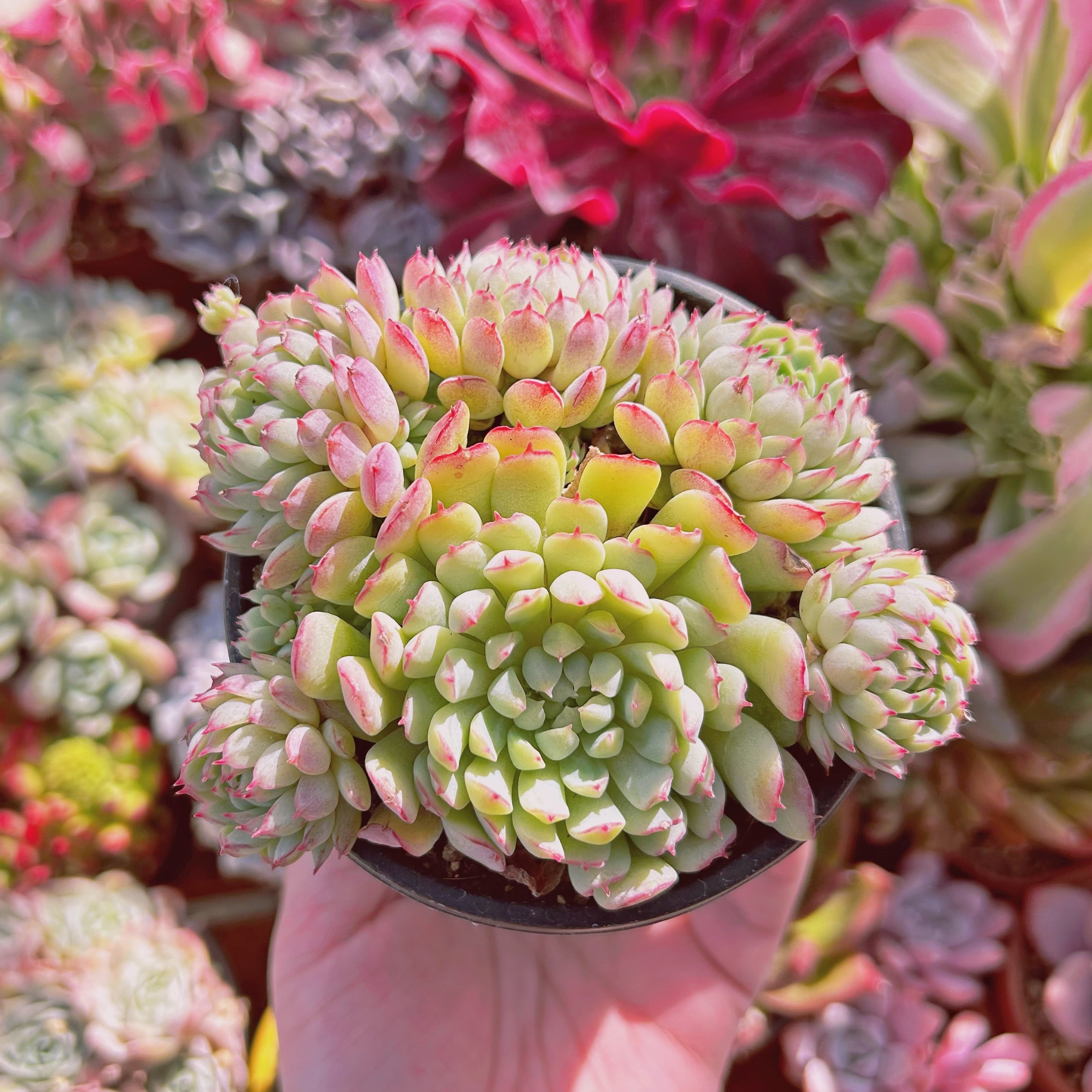 #889現物　多肉植物　Echeveria グロブローサx静夜