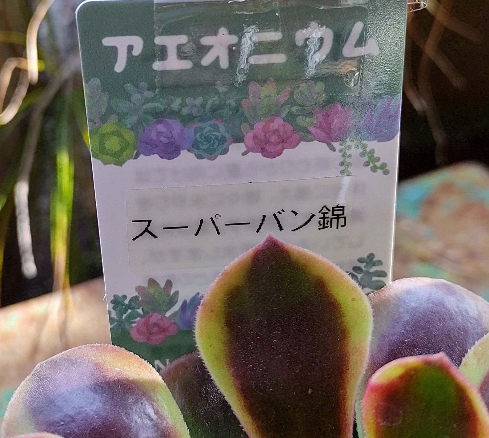 Tスーパーバン(アエオニウム) | RuPo 多肉植物専門店