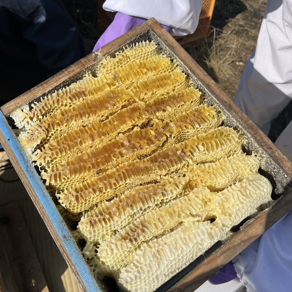 日本みつばちの巣みつ 100g 国産 | 曽根花卉 SONEKAKI
