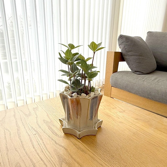 ペペロミア・プテオラータ