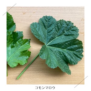 ＜クール便・火曜日発送＞【小さいサイズ】季節のお野菜セット