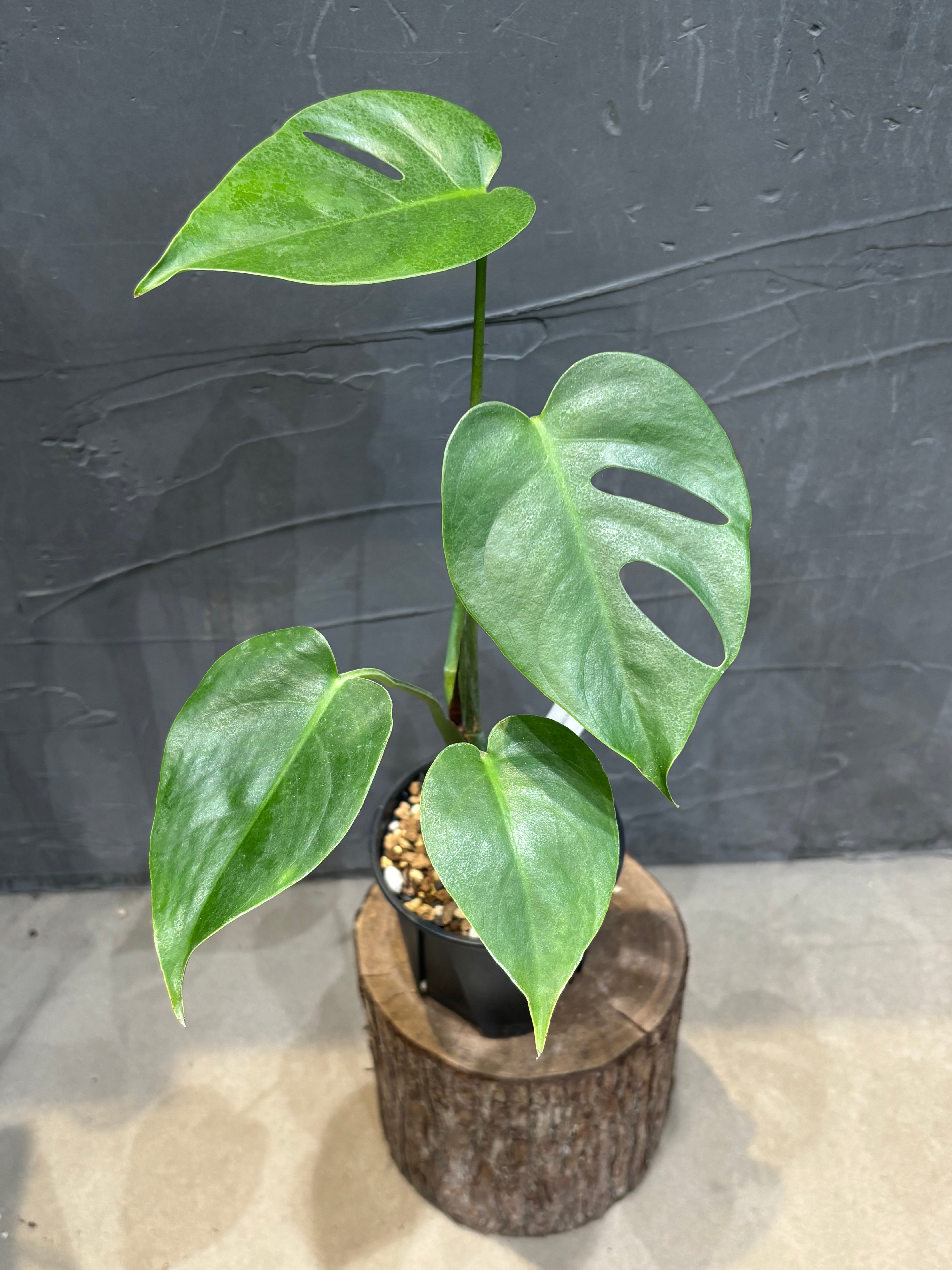 観葉植物 | MIDORIYA 観葉植物専門店