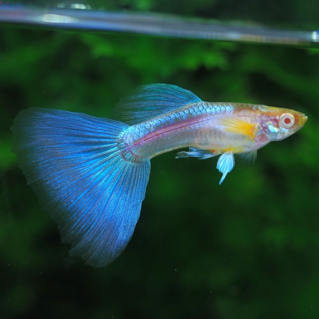 RREAブルートパーズホワイトウイング　1ペア