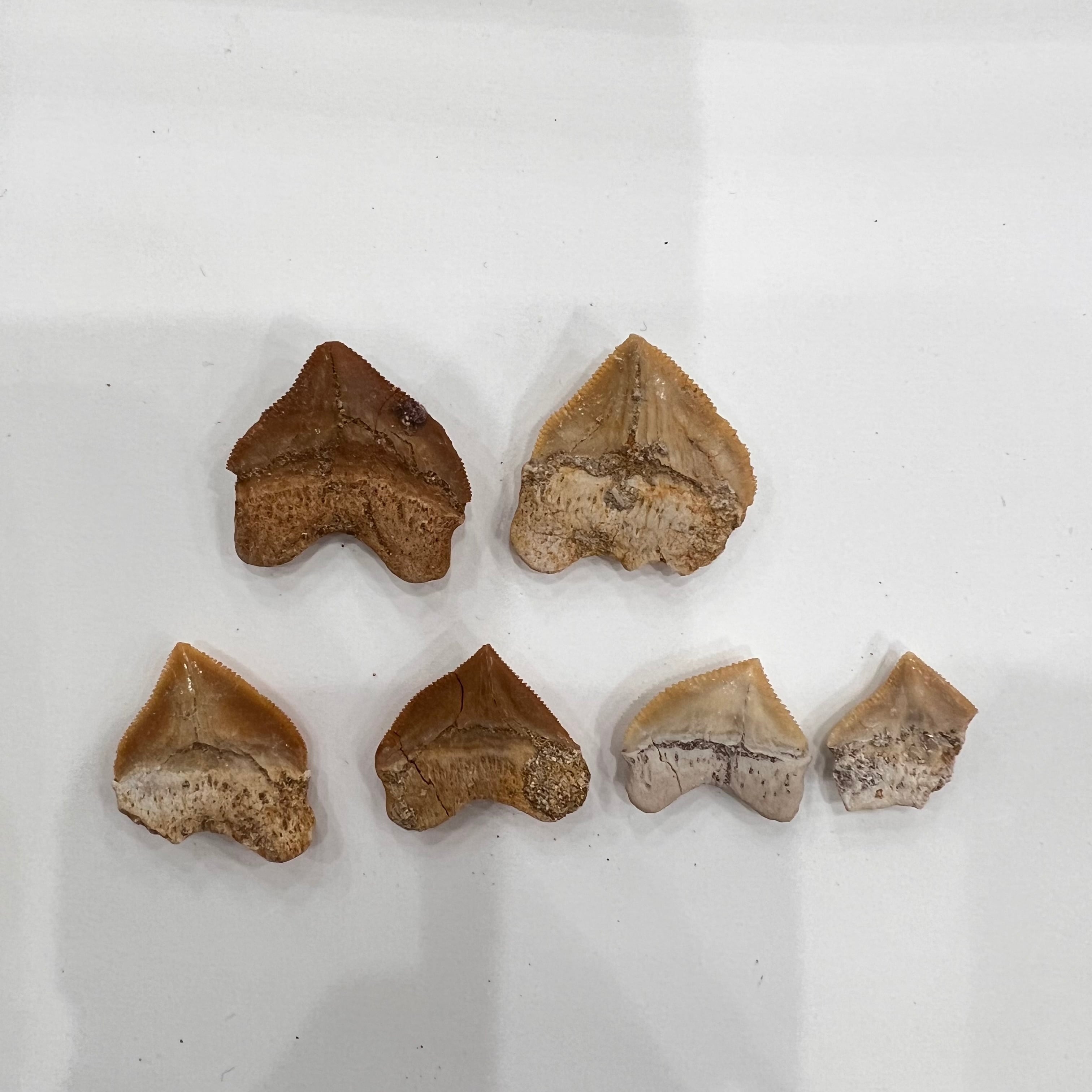 E20844】サメの歯＊化石＊Fossil shark tooth | クリスタル・ワールド