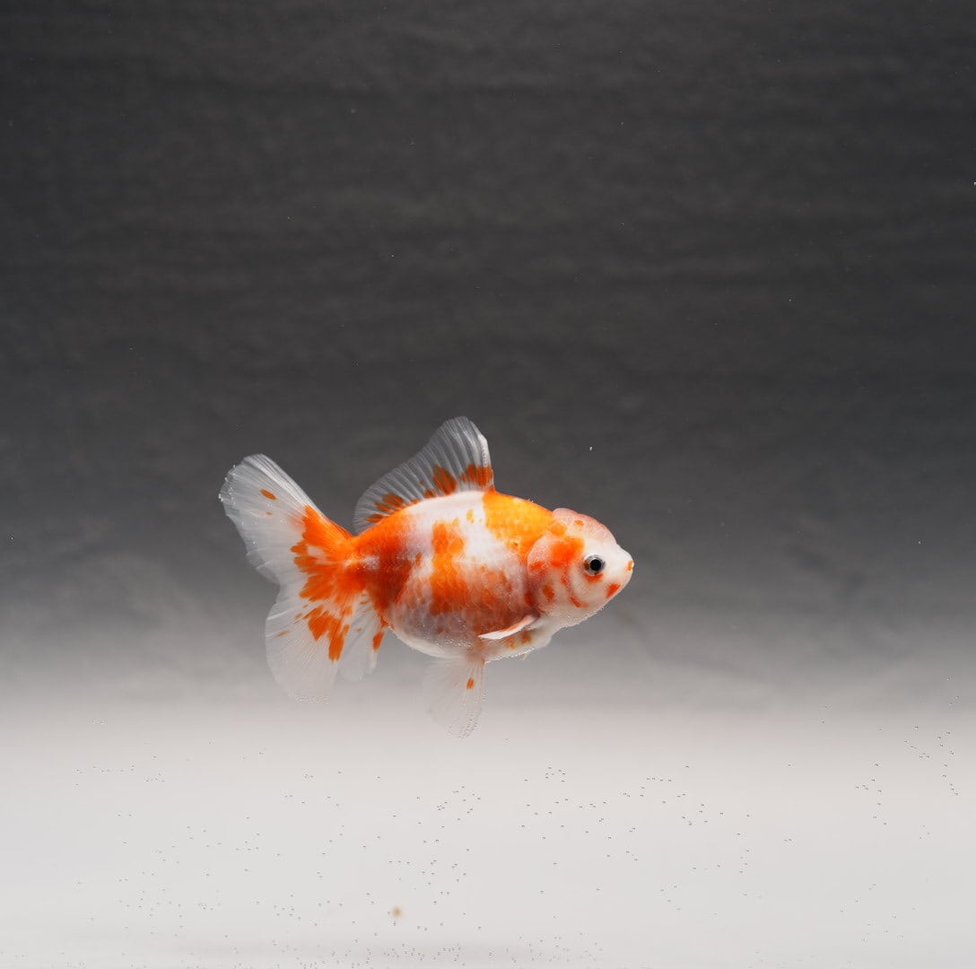 オランダ獅子頭 | 極光金魚展