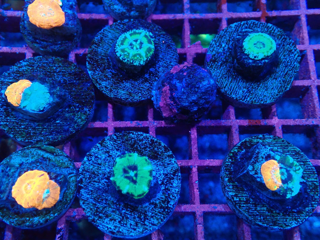 【お一人様一口迄】ベビガチャ