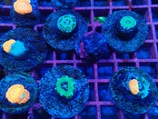 【お一人様一口迄】ベビガチャ